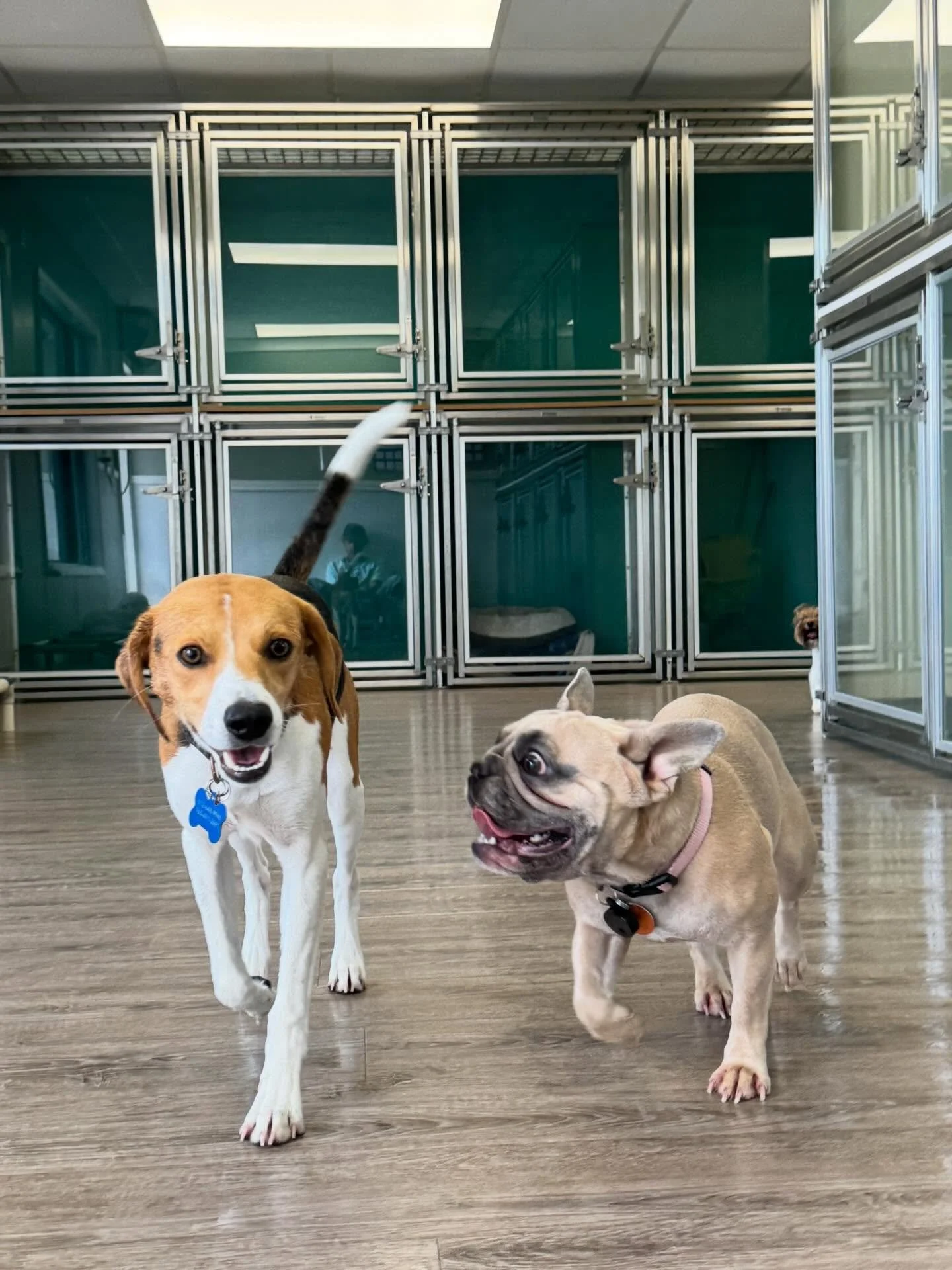 Small Dog Daycare Furriends this week🩵🐾