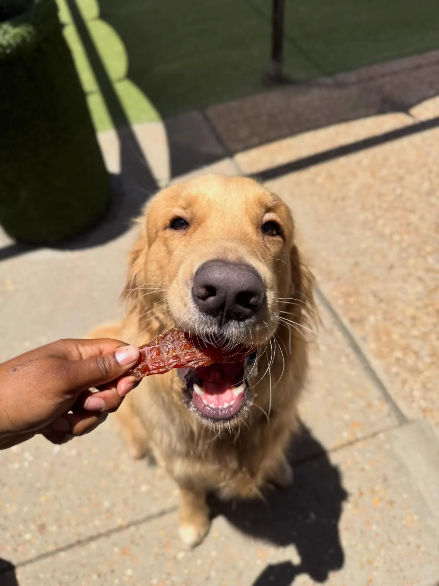 Free Treat Day = Jerky Jackpot! 🐾🥩

The crew went full snack mode for those yummy jerky treats&hellip; intense focus, lightning-fast chomps, and absolutely no crumbs spared 😌