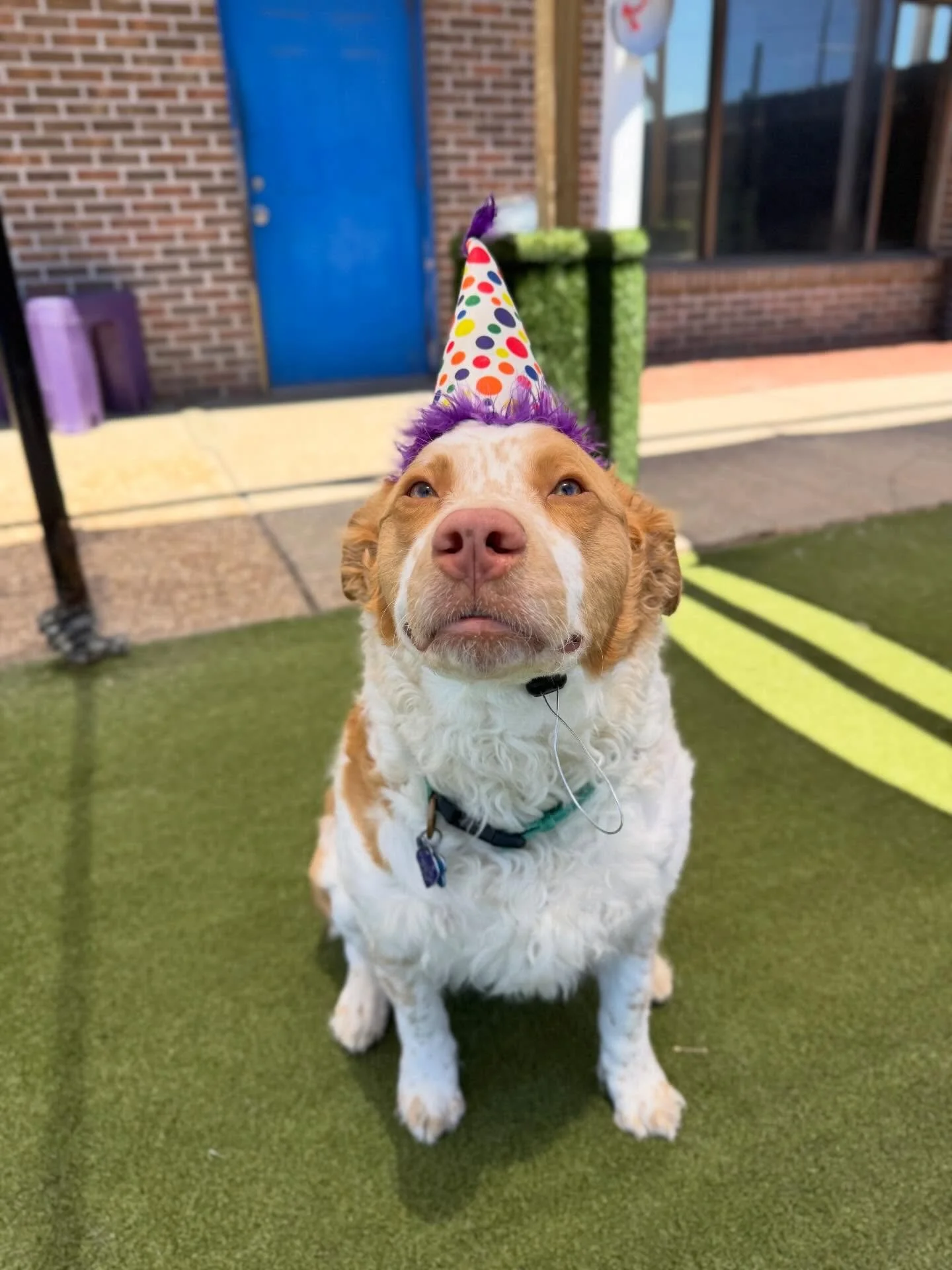 Our Miso Soup is officially 3 today!! 🥳🐾🎉

We adore this crazy boy and always love when he comes through daycare bringing nonstop energy, zoomies, and a whole lot of personality 😄💥

Extra treats, extra excitement, and all the birthday spoiling f