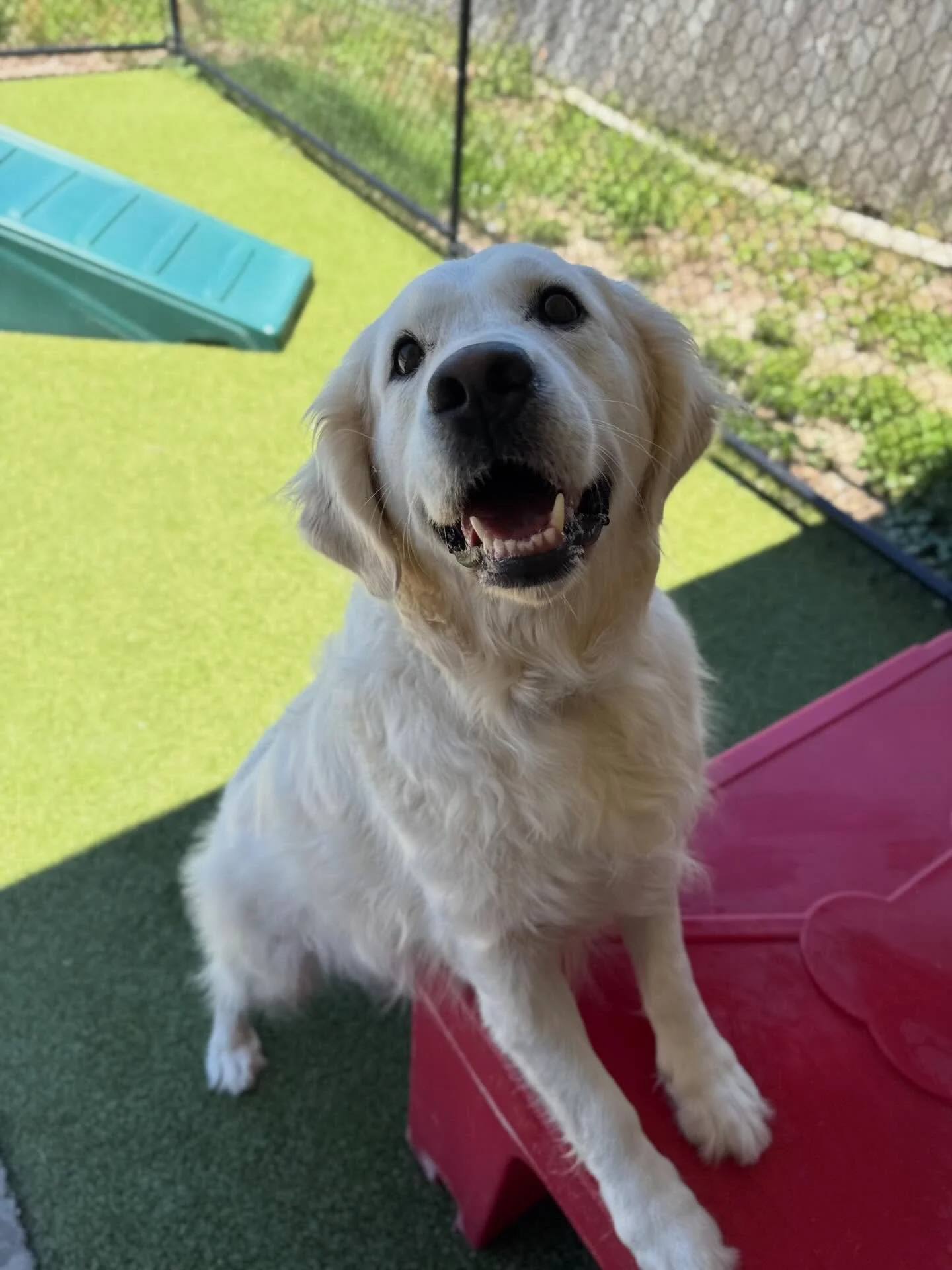 Today we&rsquo;re saying see you later to our sweet pal Louie as he heads off on his next big adventure with his mom🥹💛

He started daycare with us back in March last year and instantly filled the play yard with his happy energy, big zoomies, and th