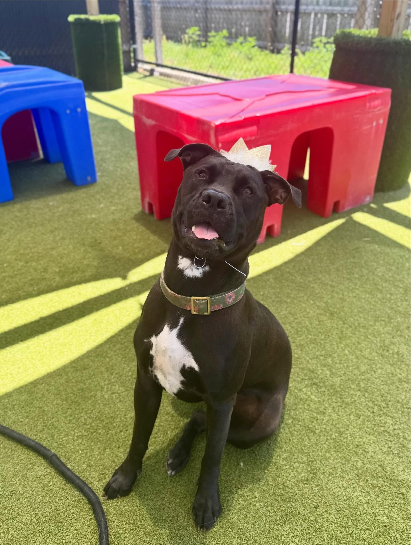 HAPPY FIRST BIRTHDAY, RUE!!!!! 🎉🐾

For the past six months, Rue has been bringing the zoomies, the sass, and the spotlight with her every single day 💖
She&rsquo;s been such a fun, pawsome addition to our big dog crew&mdash;full of personality, cha