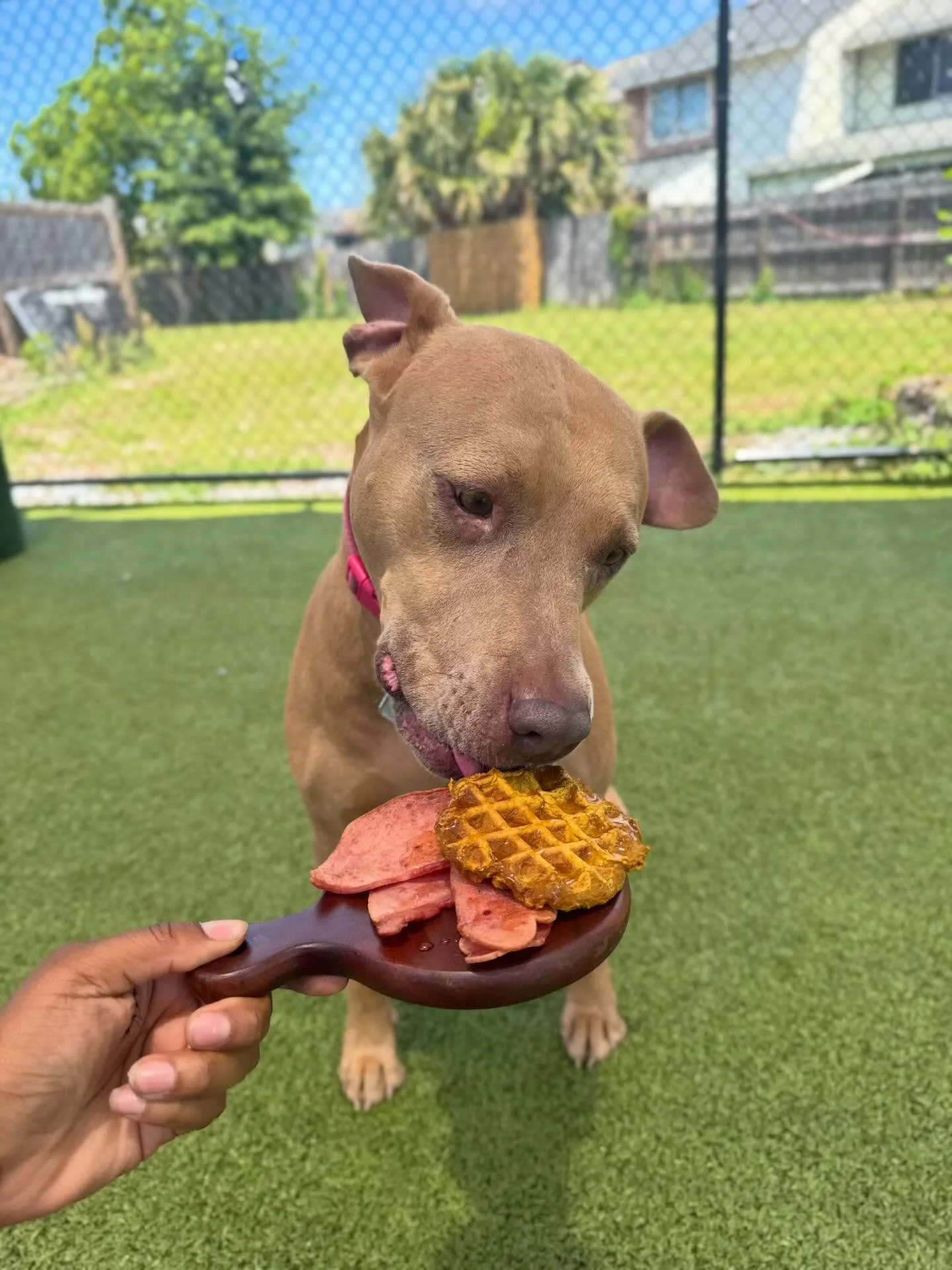 Breakfast for Lunch!🧇🥓🐾