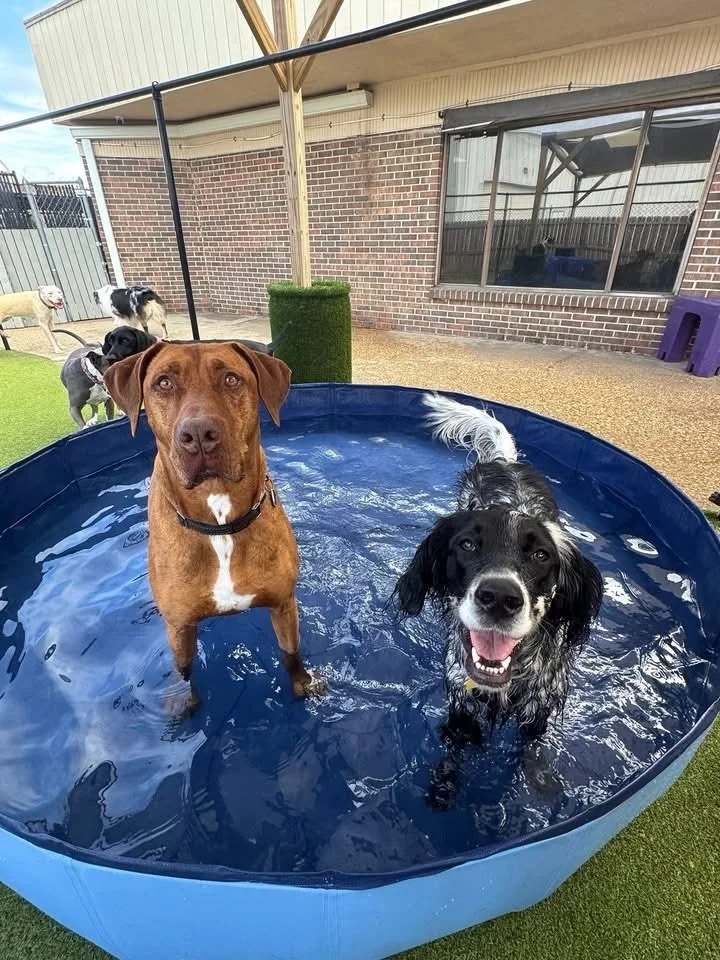 POOL DAY!🐕🏊💦