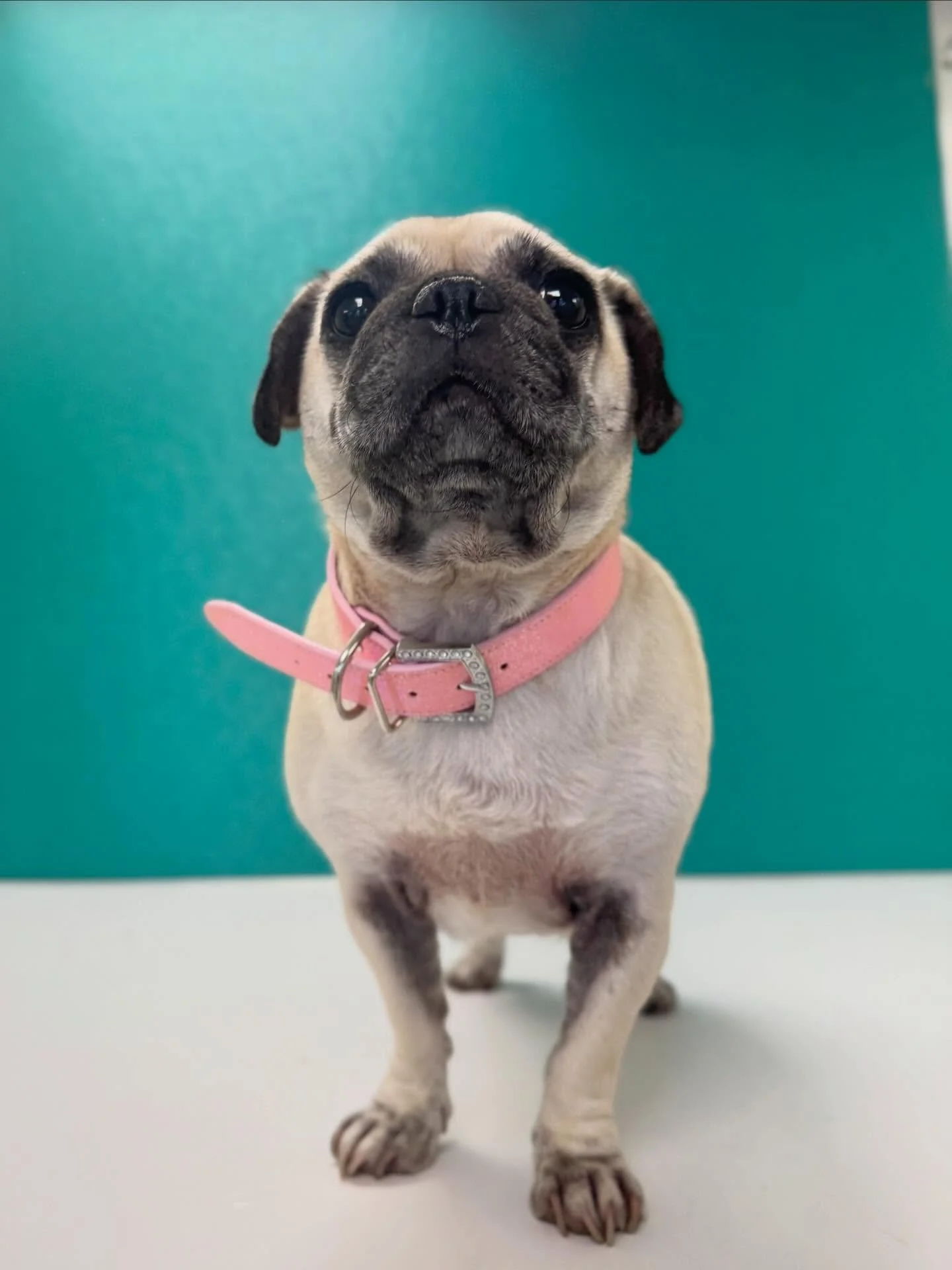 Meet Pug the Pug!👸 We welcomed this sweet girl to our Small Dog Daycare Group yesterday!🩷🐾