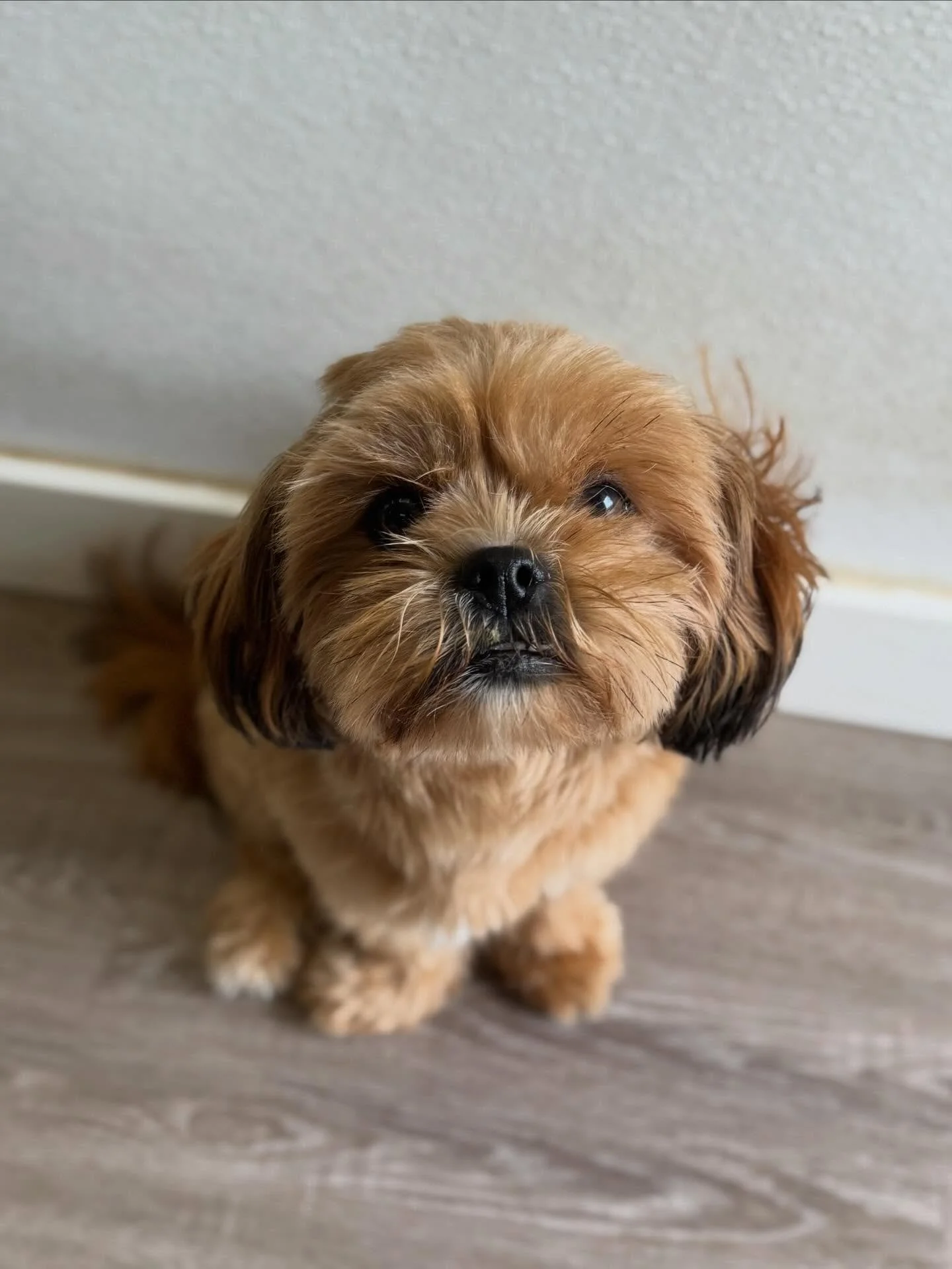 Welcome to the small dog crew, Gigi! 🐾💗
This sweet girl spent her first day making new furriends and soaking up all the cuddles&hellip; and we think she fit right in 🥹

We 🩷 you already, Gigi!!