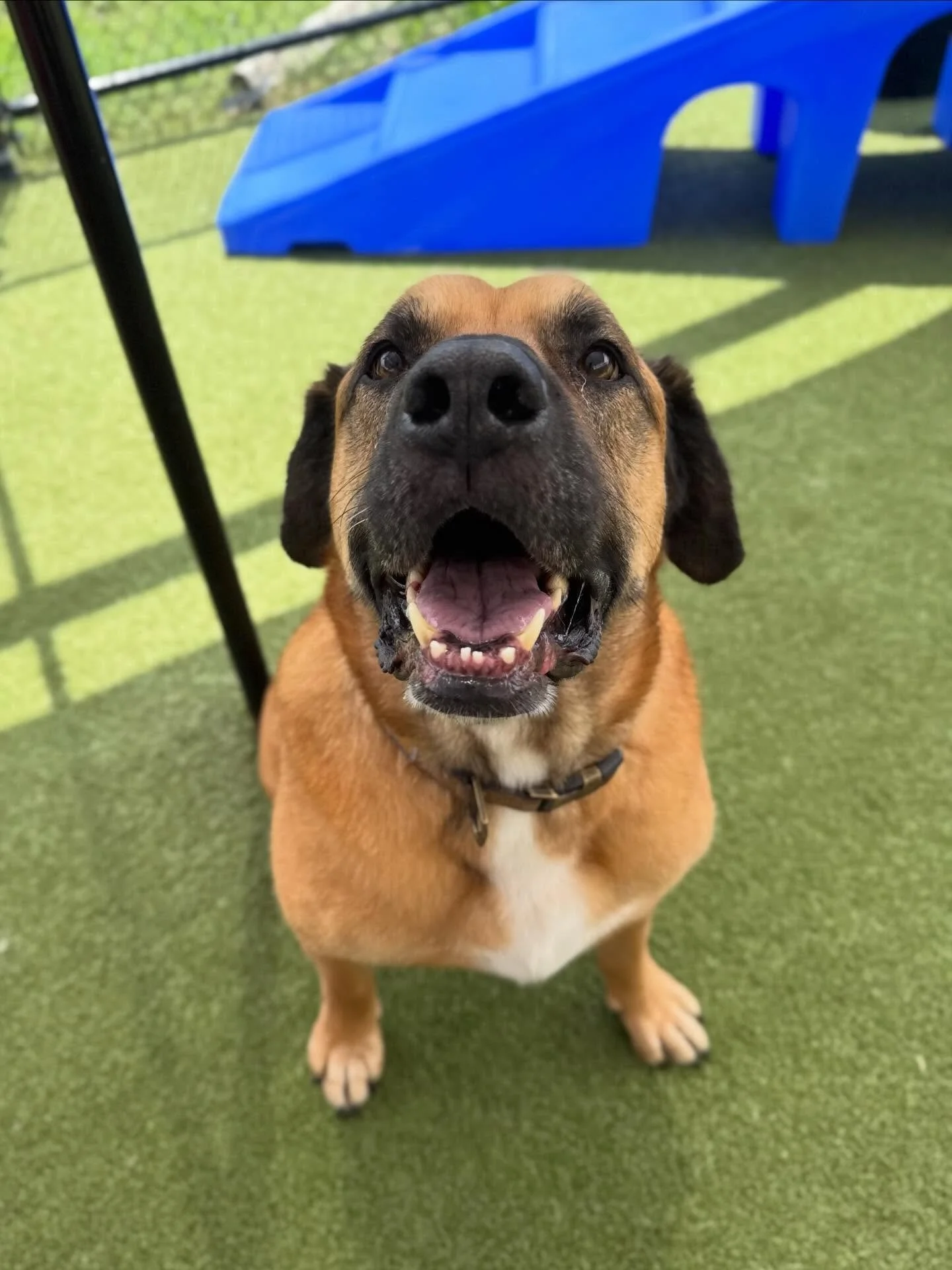 Welcome our evals this week: Charlie, Pip, and Archie! 🐾

Charlie spent his day making new furriends, enjoying a fresh bath, and soaking up all the love from the Rufferee.❤️

Pip is a happy, bouncy boy who had an absolute blast playing, certified wi