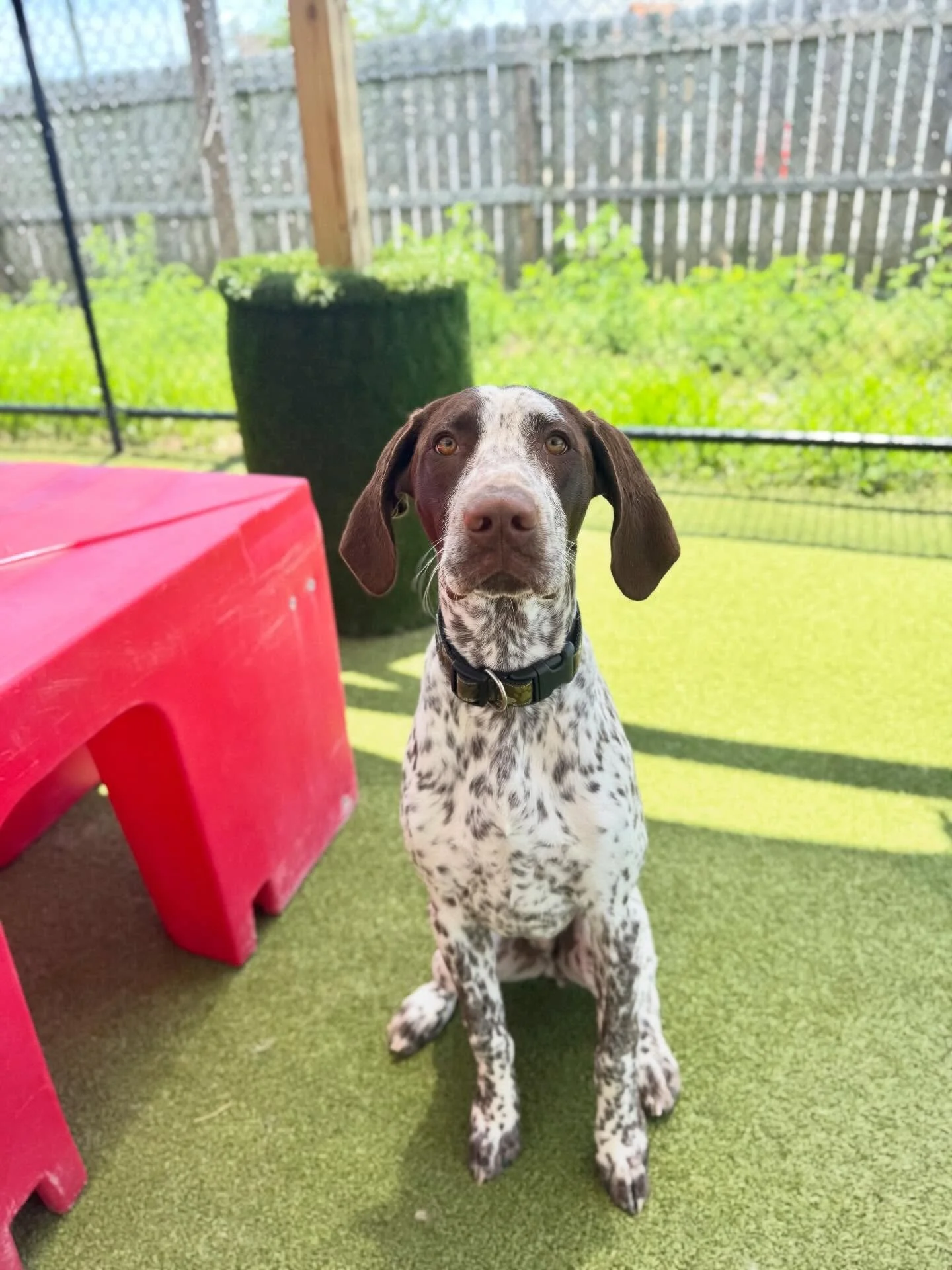 Welcoming Monty to the RHR pack!🐾 He had an absolute blast playing with his new furriends, we can&rsquo;t wait for your next visit!

We 🩵 you, Monty!