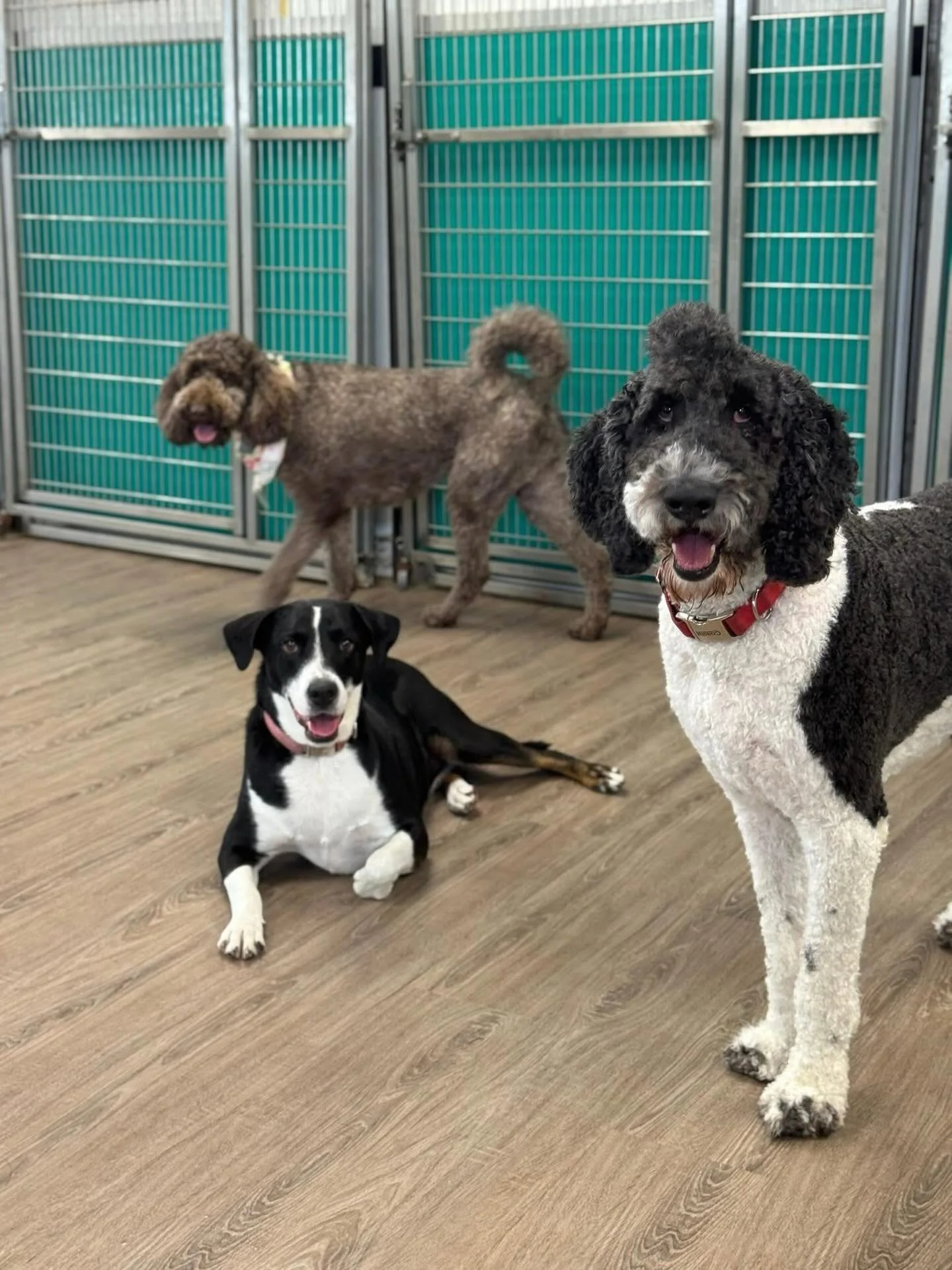 Saturday&rsquo;s Big Dog Daycare Crew!🐾