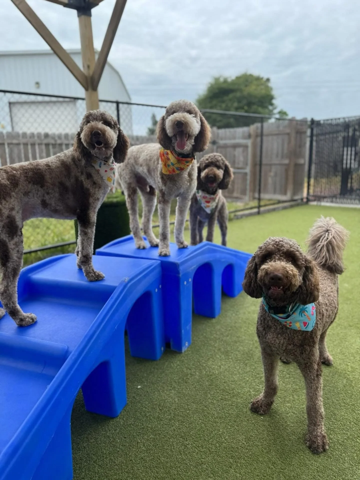 Saturday&rsquo;s Big Dog Daycare Crew!🐾