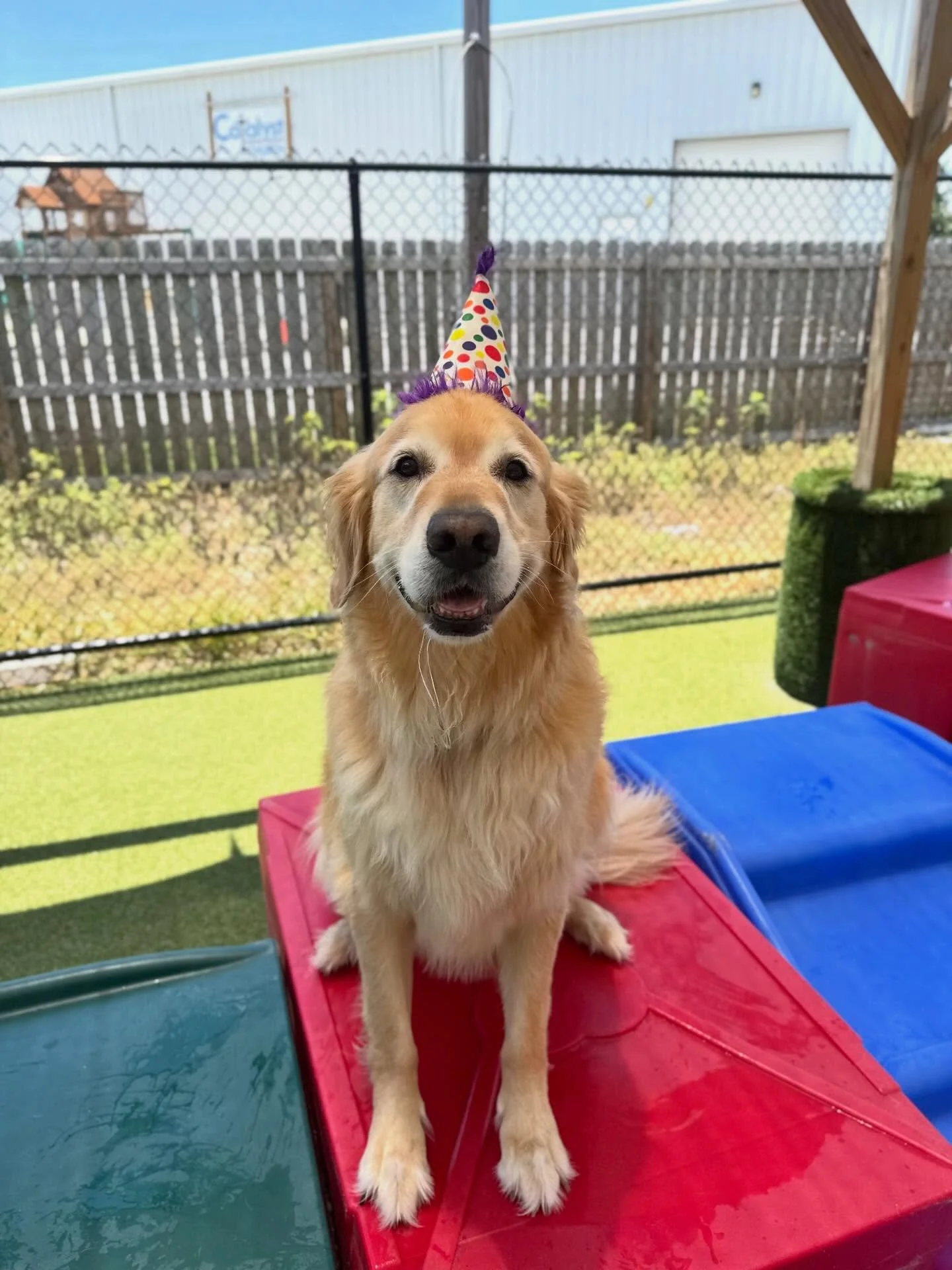 Big paws up for Henry, he&rsquo;s officially 5 today! 🥳 This sweet, goofy guy has been part of our daycare family for years, and he just keeps getting better with age (like a fine treat 😌).

From playtime with his best furriends to soaking up all t