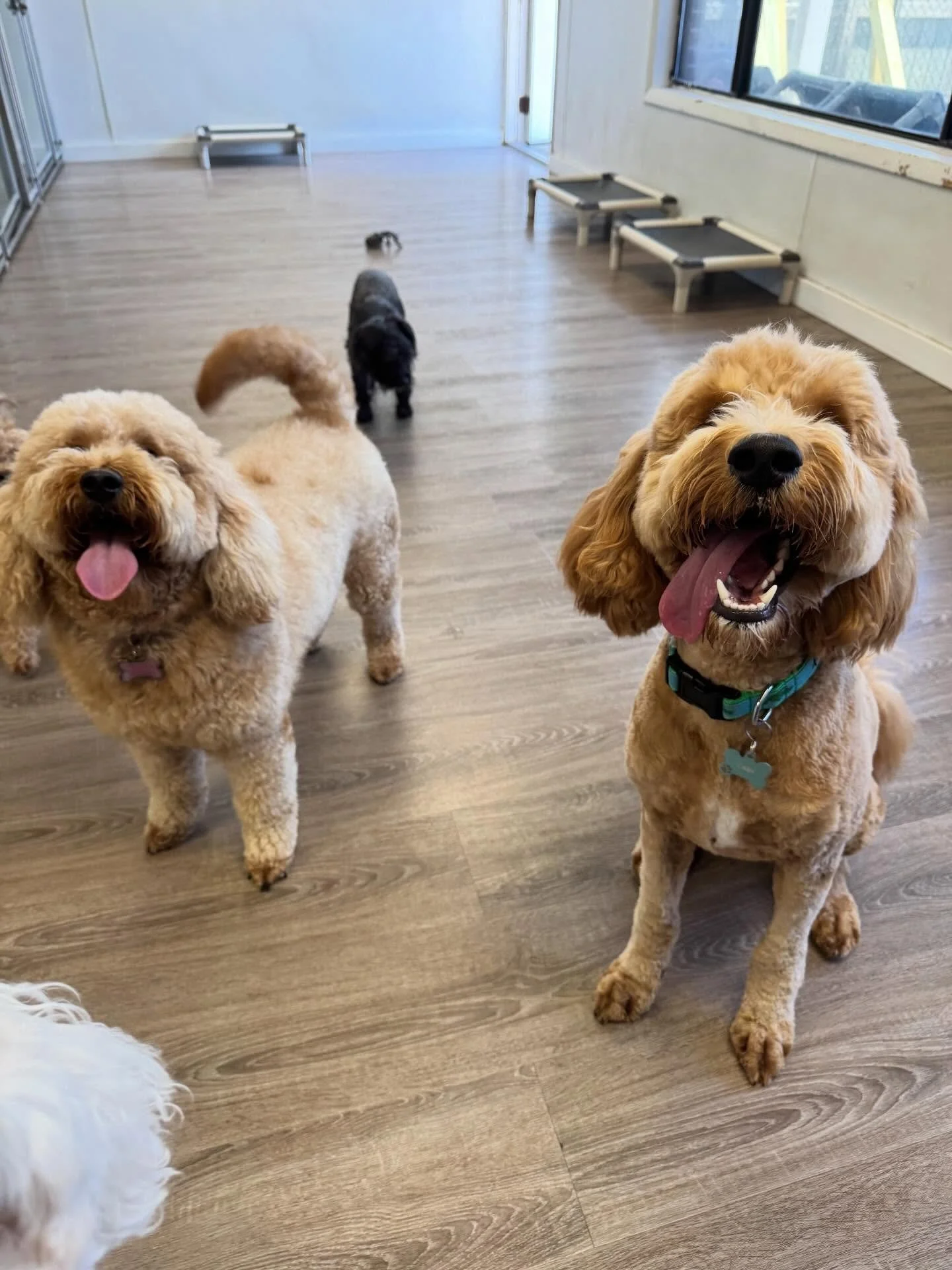 Small D🐶g Daycare Furriends!🐾