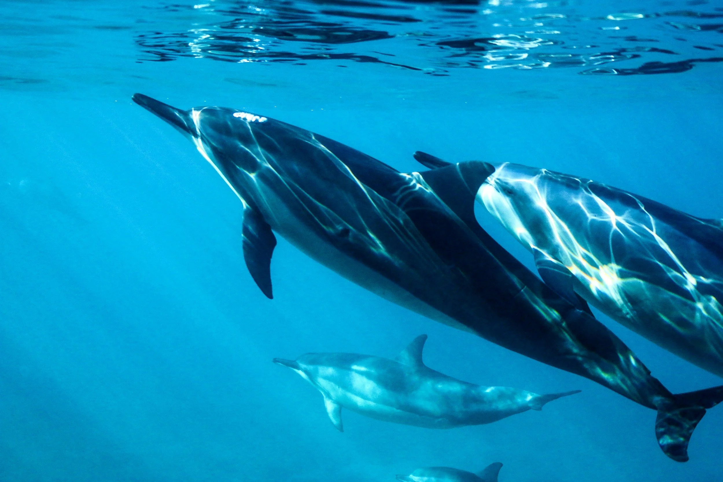 The Best Time to See Dolphins in Sarasota and Other Nature Attractions for Luxury Home Buyers