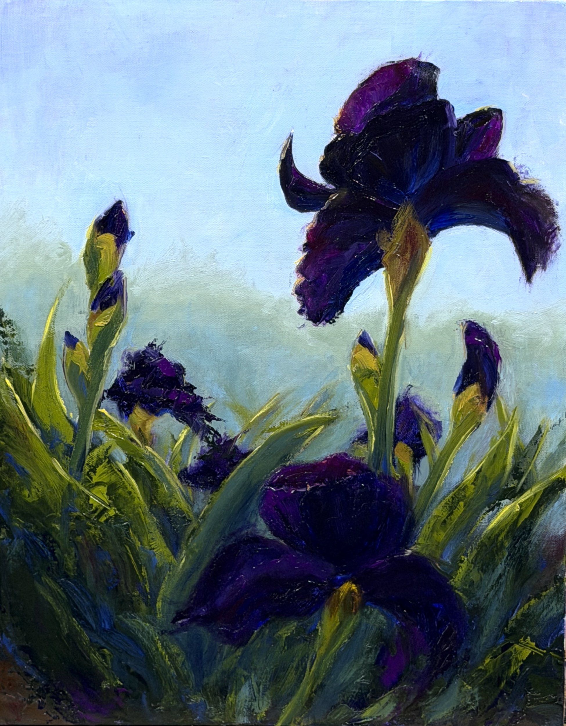 "Shadowlit Irises", Oregon, 11x14" oil on linen panel
