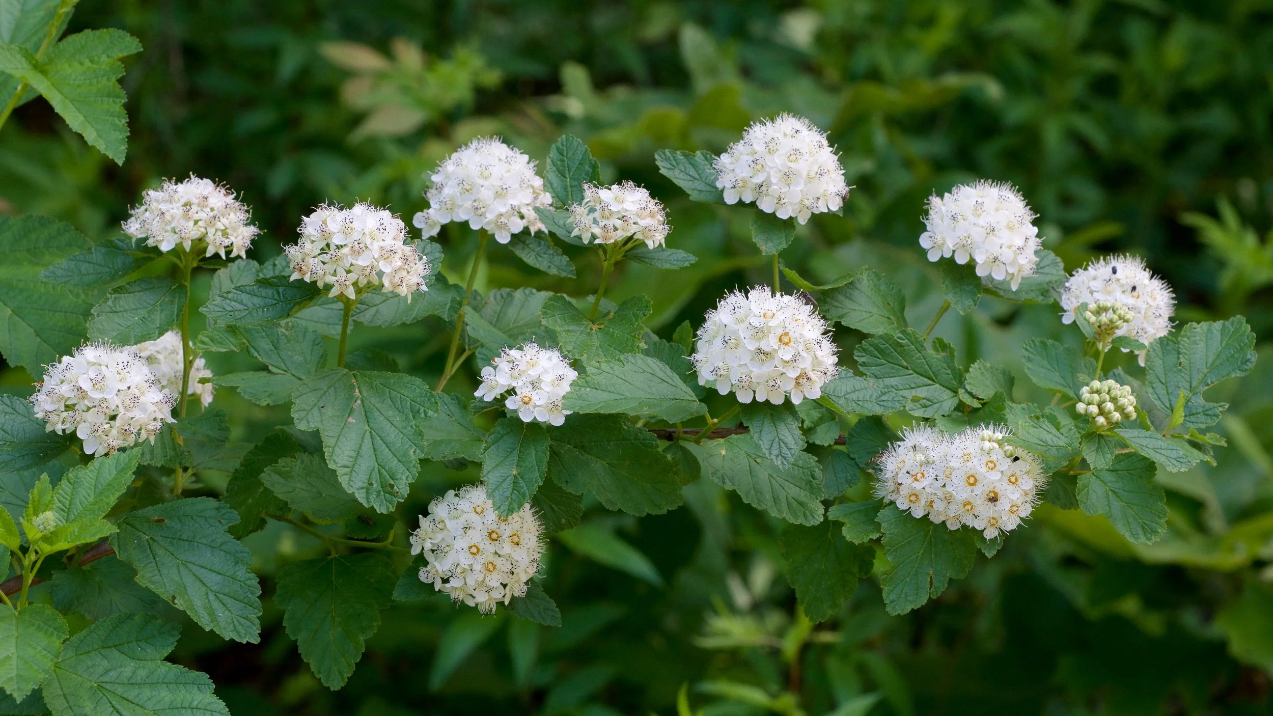 Physocarpus_opulifolius_Arkansas.jpg