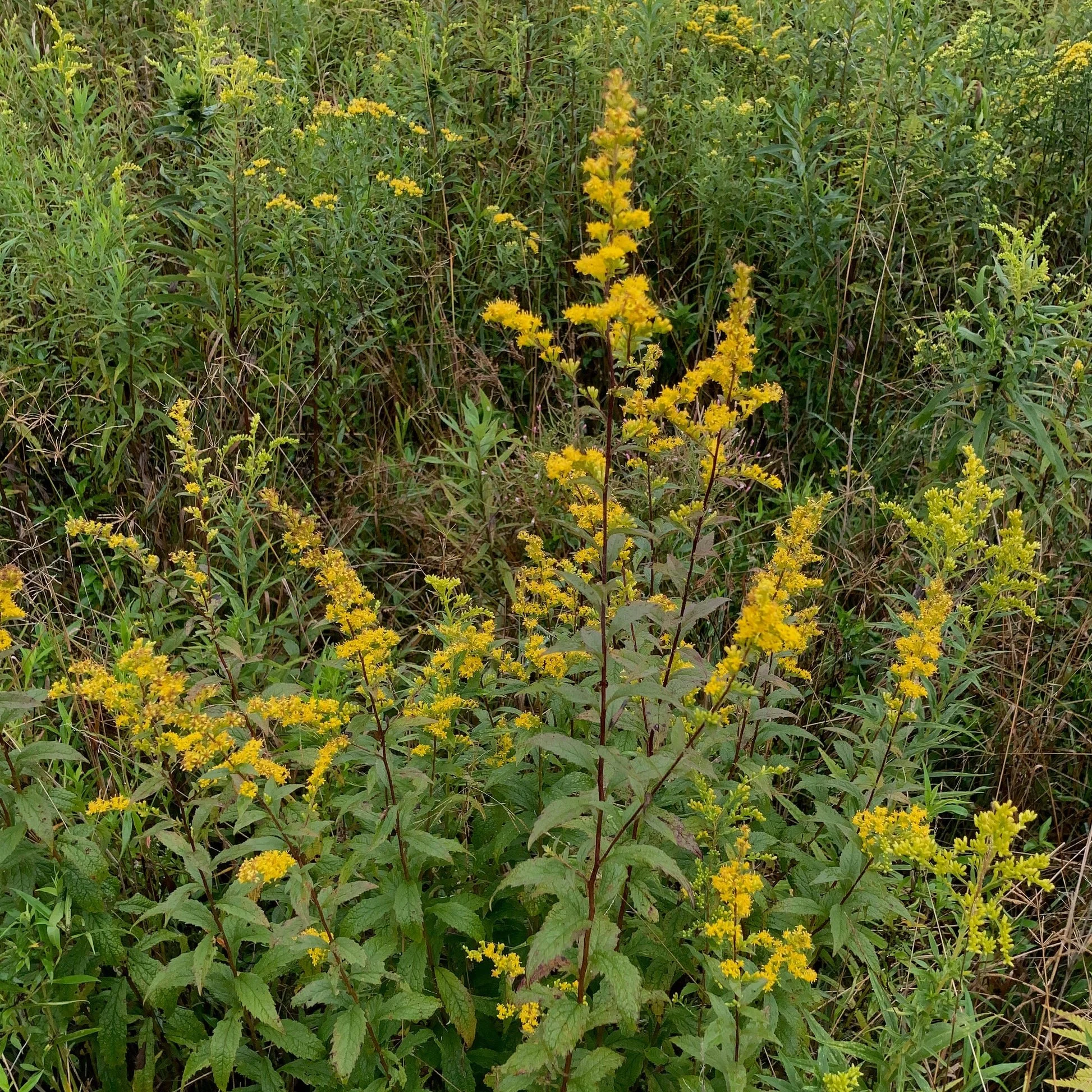 Solidago_rugosa_1_JS_3b492742-43a7-4989-b8f7-5fc938c24e0a.jpg