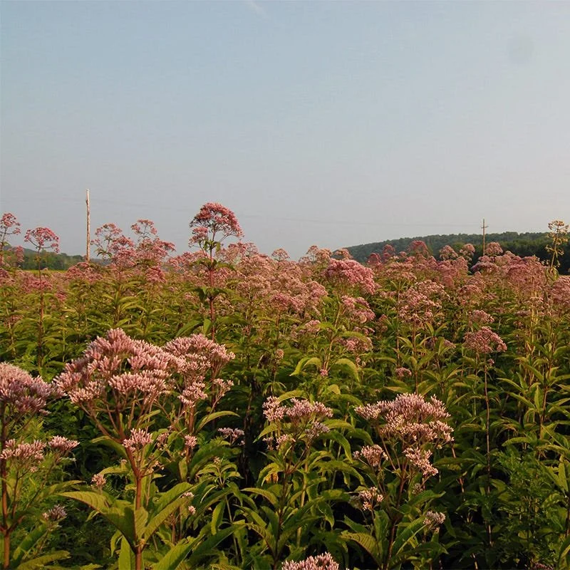 eupatorium_fistulosum_joe_pye_weed__3.jpg