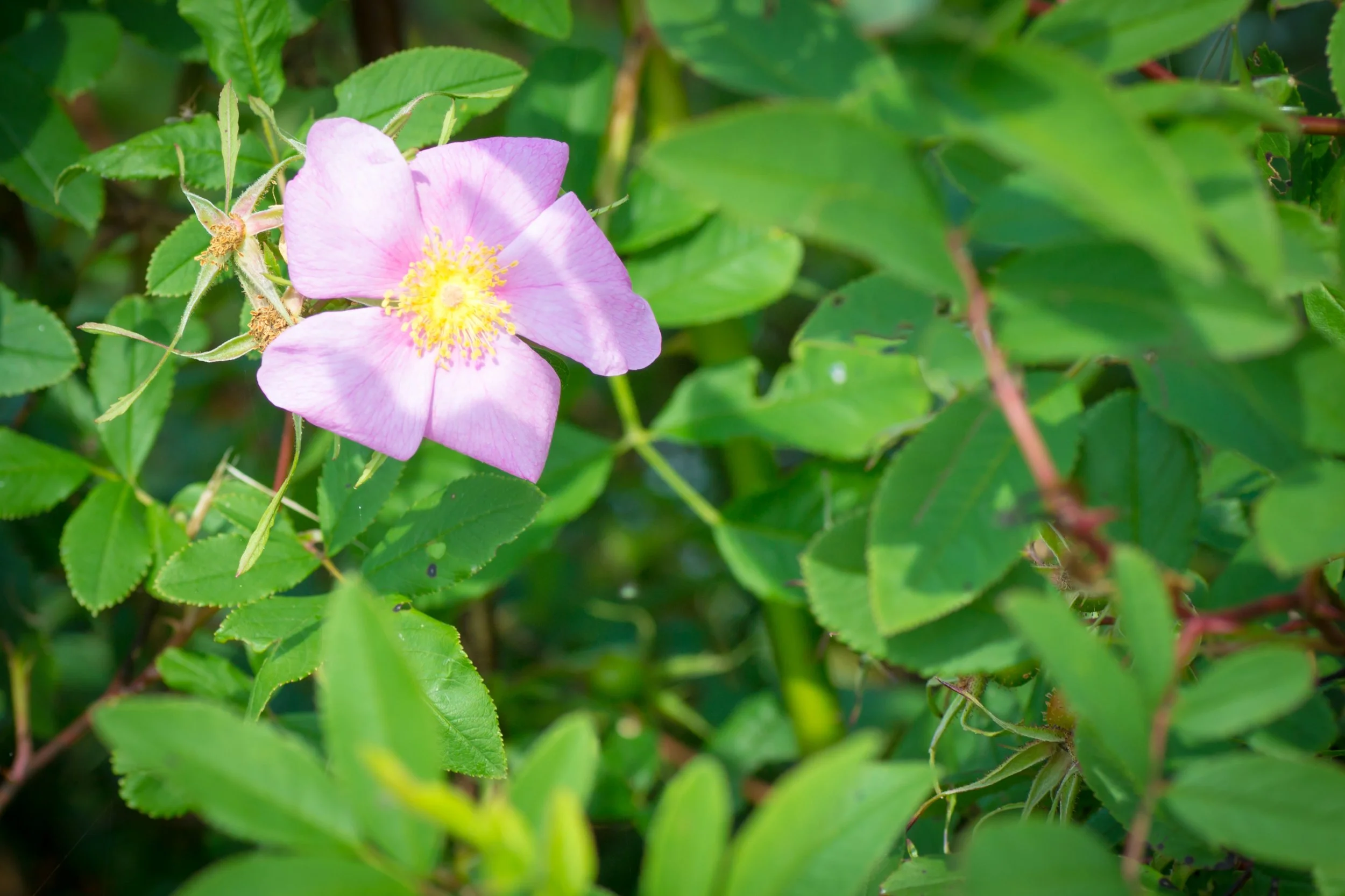 Swamp Rose - Rosa palustris