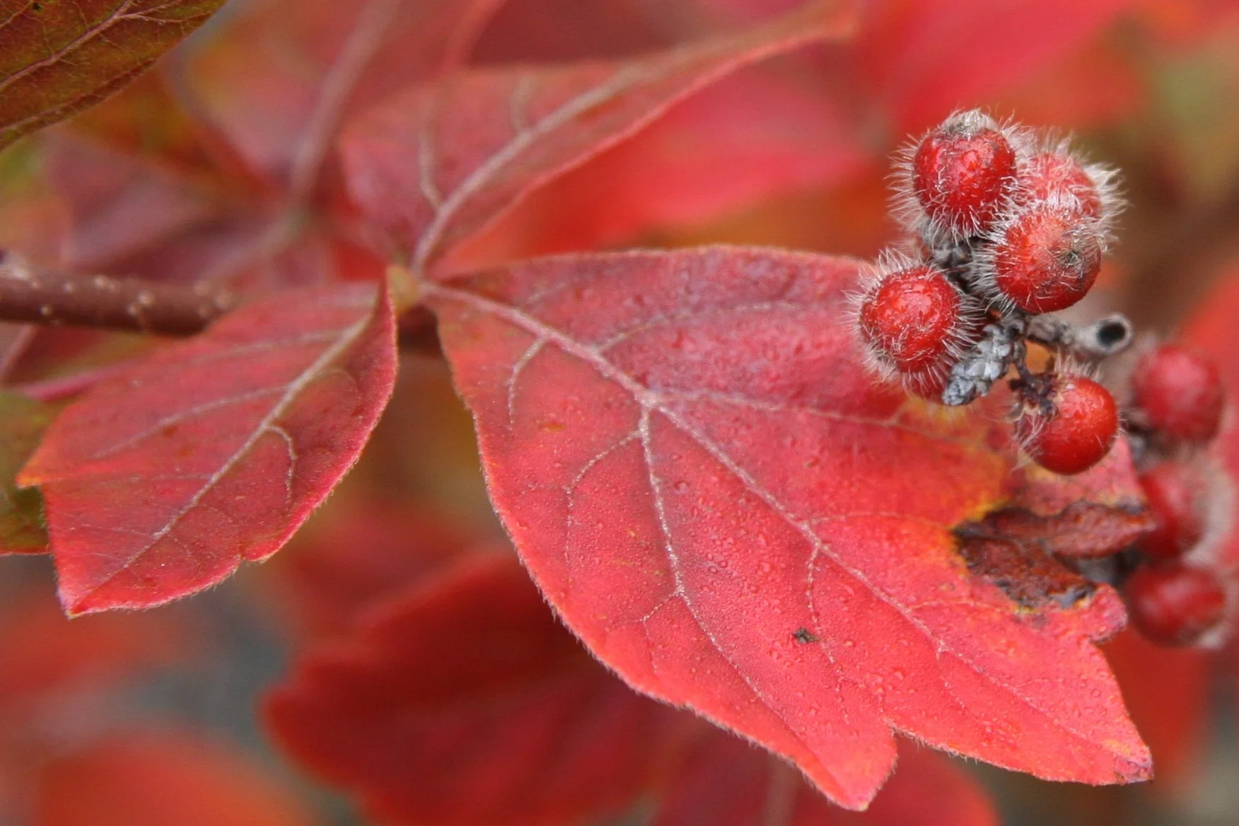 Rhus_aromatica_fruit.jpg