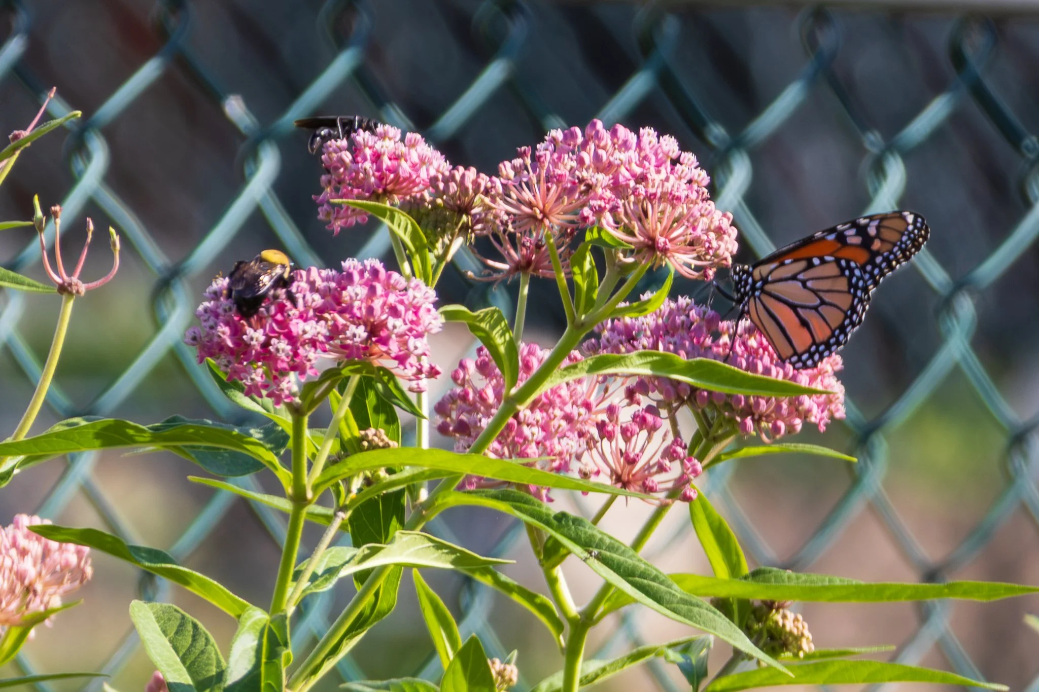 Swamp Milkweed - Asclepias incarnata
