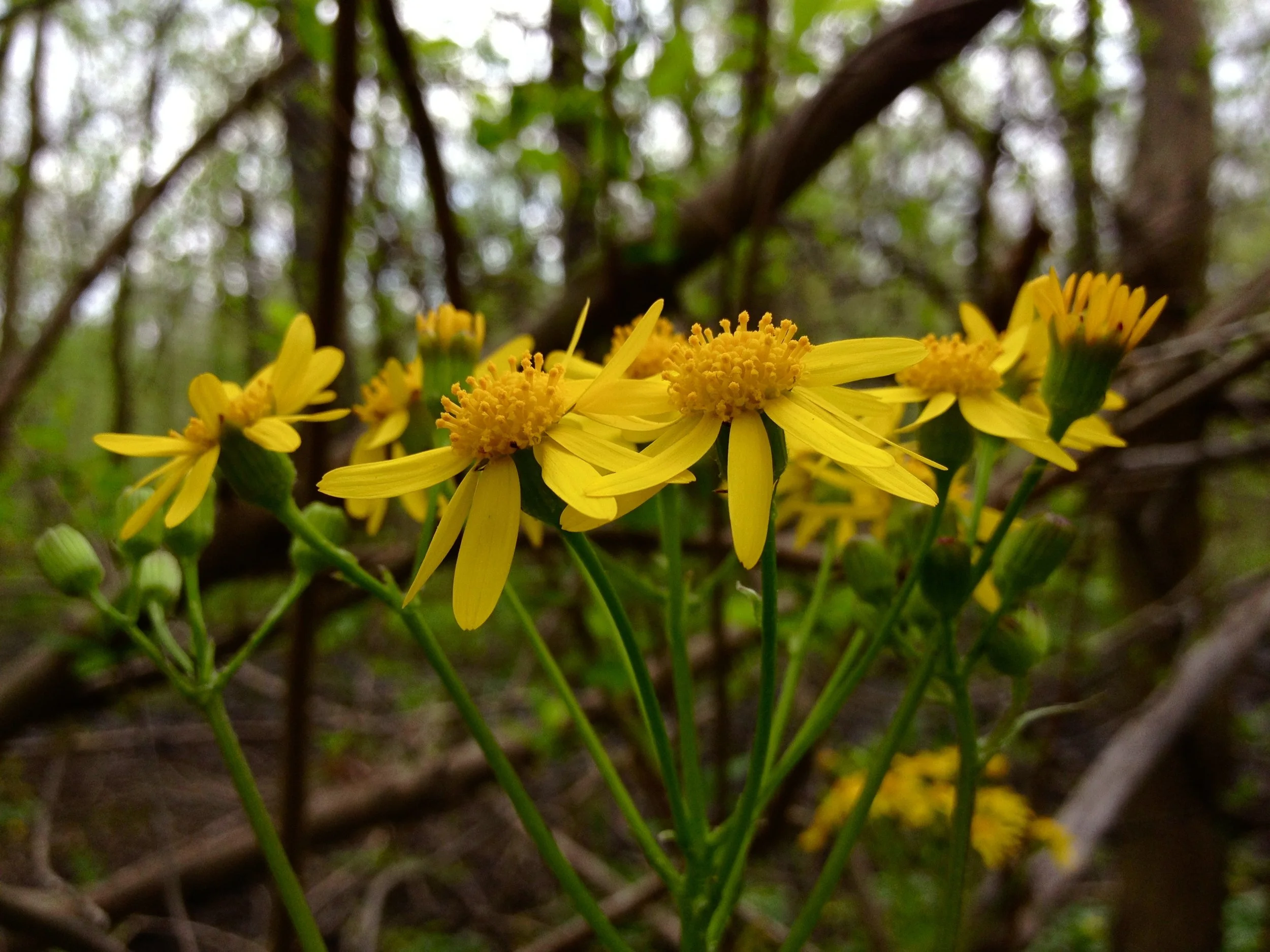 Packera_aurea_-_Golden_Ragwort.jpg