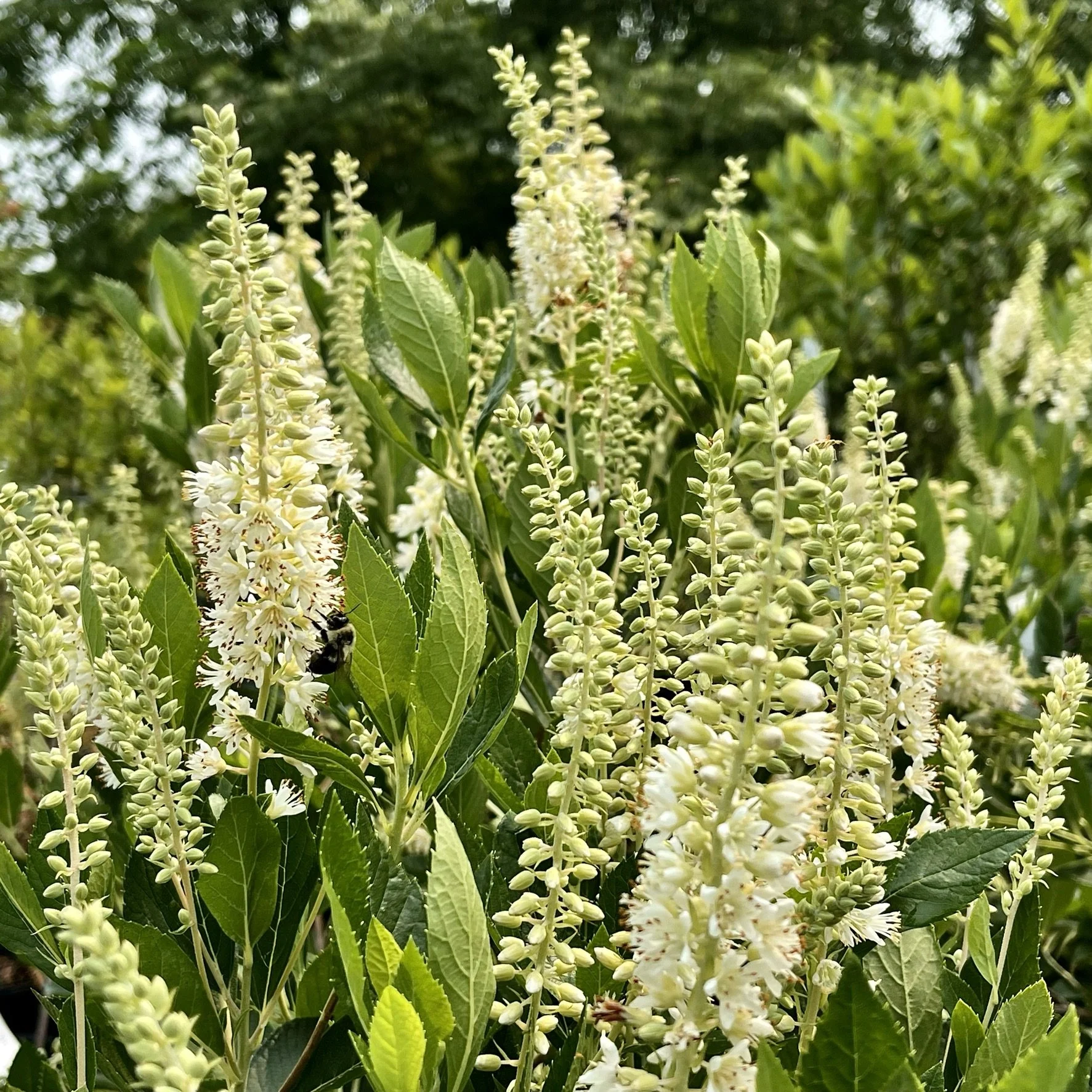 Sweet Pepperbush - Clethra Alnifolia