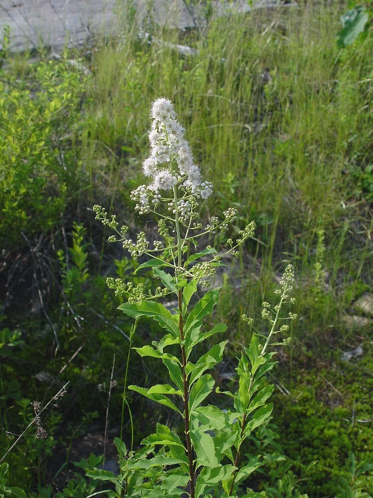 Meadowsweet - Spiraea Alba
