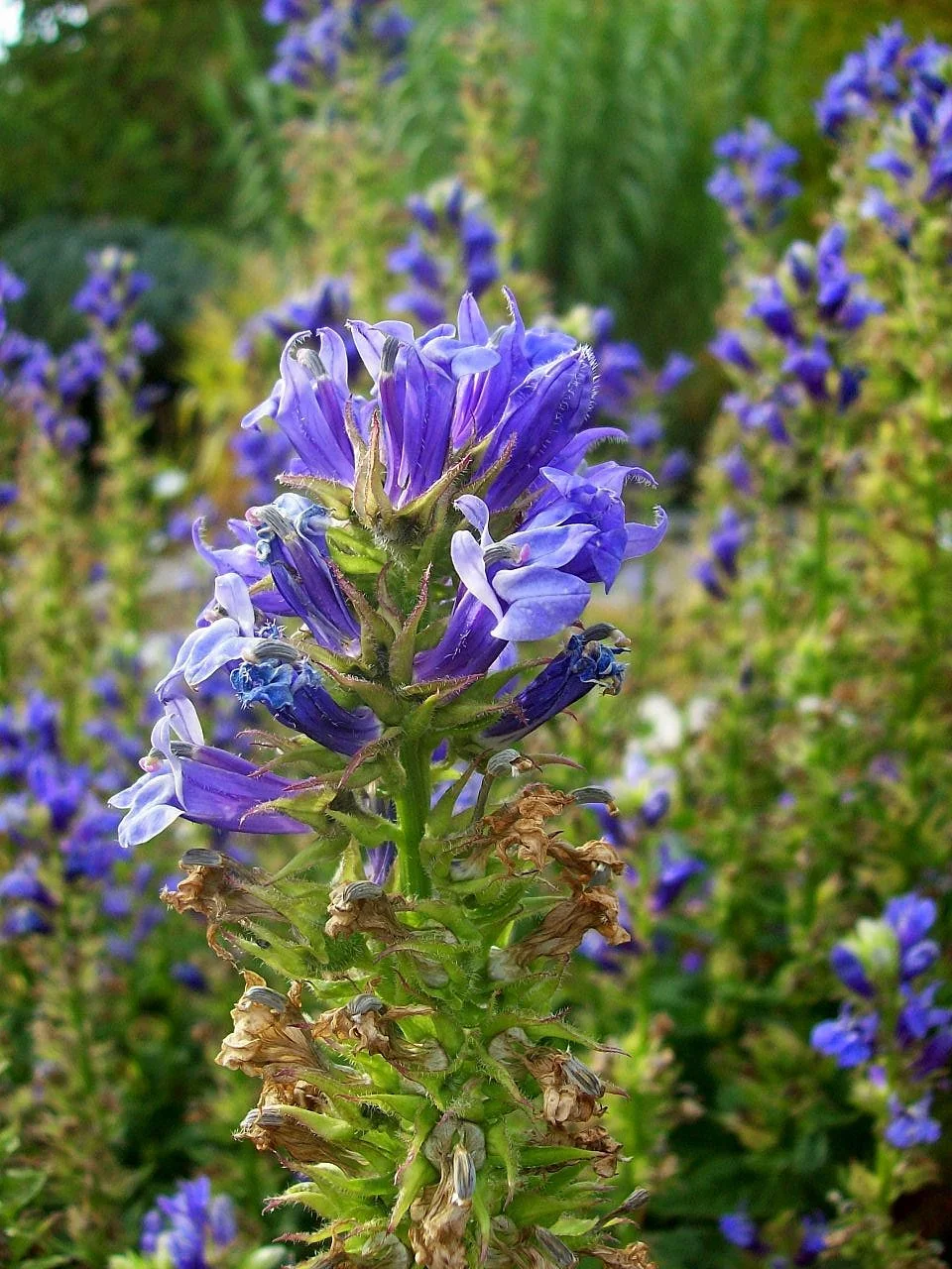 Lobelia_siphilitica_Botanical_Garden_Heidelberg_2.jpg