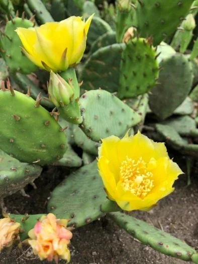 Opuntia_humifusa_7.webp