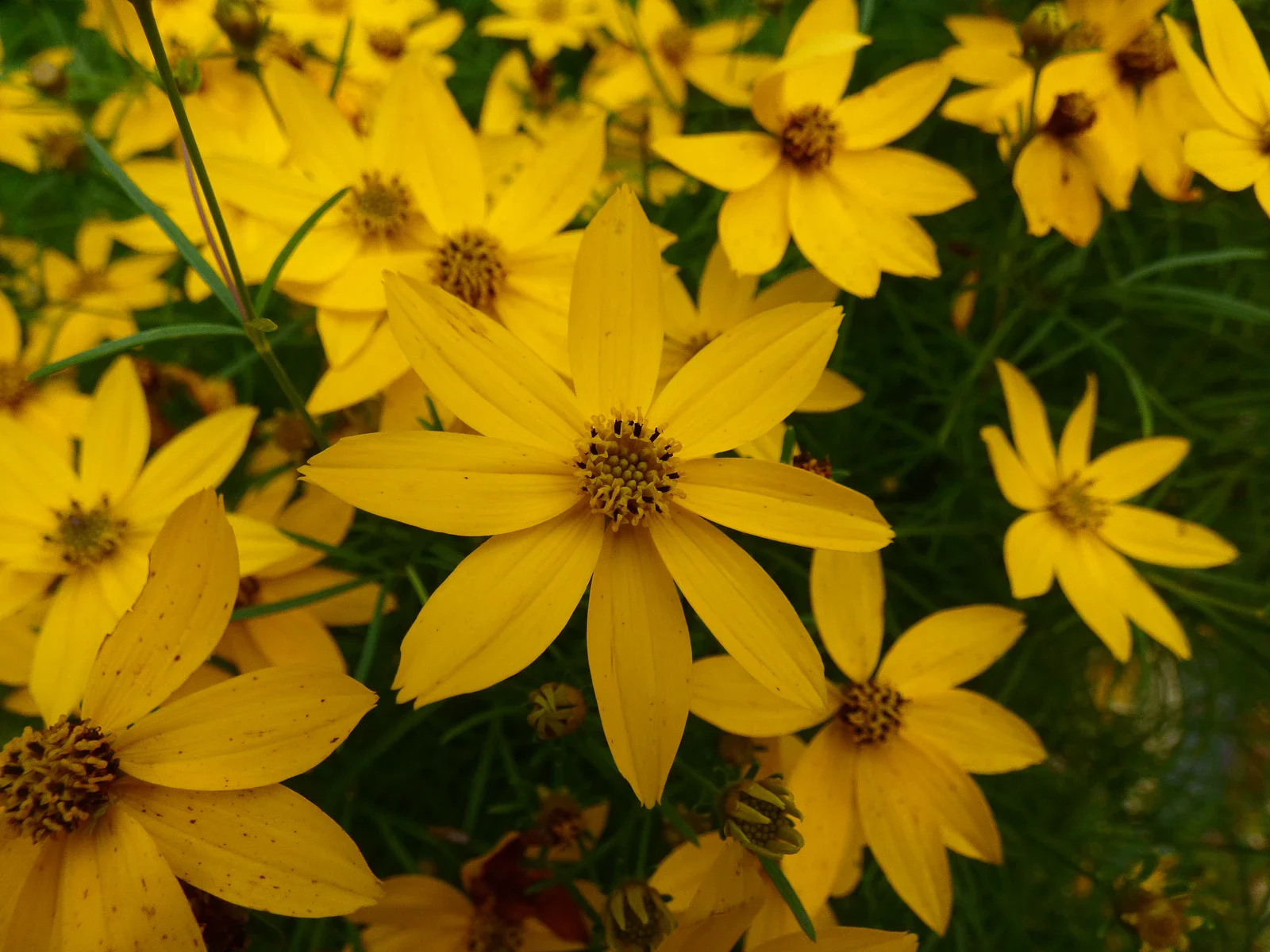 Whorled Coreopsis - Coreopsis verticillata