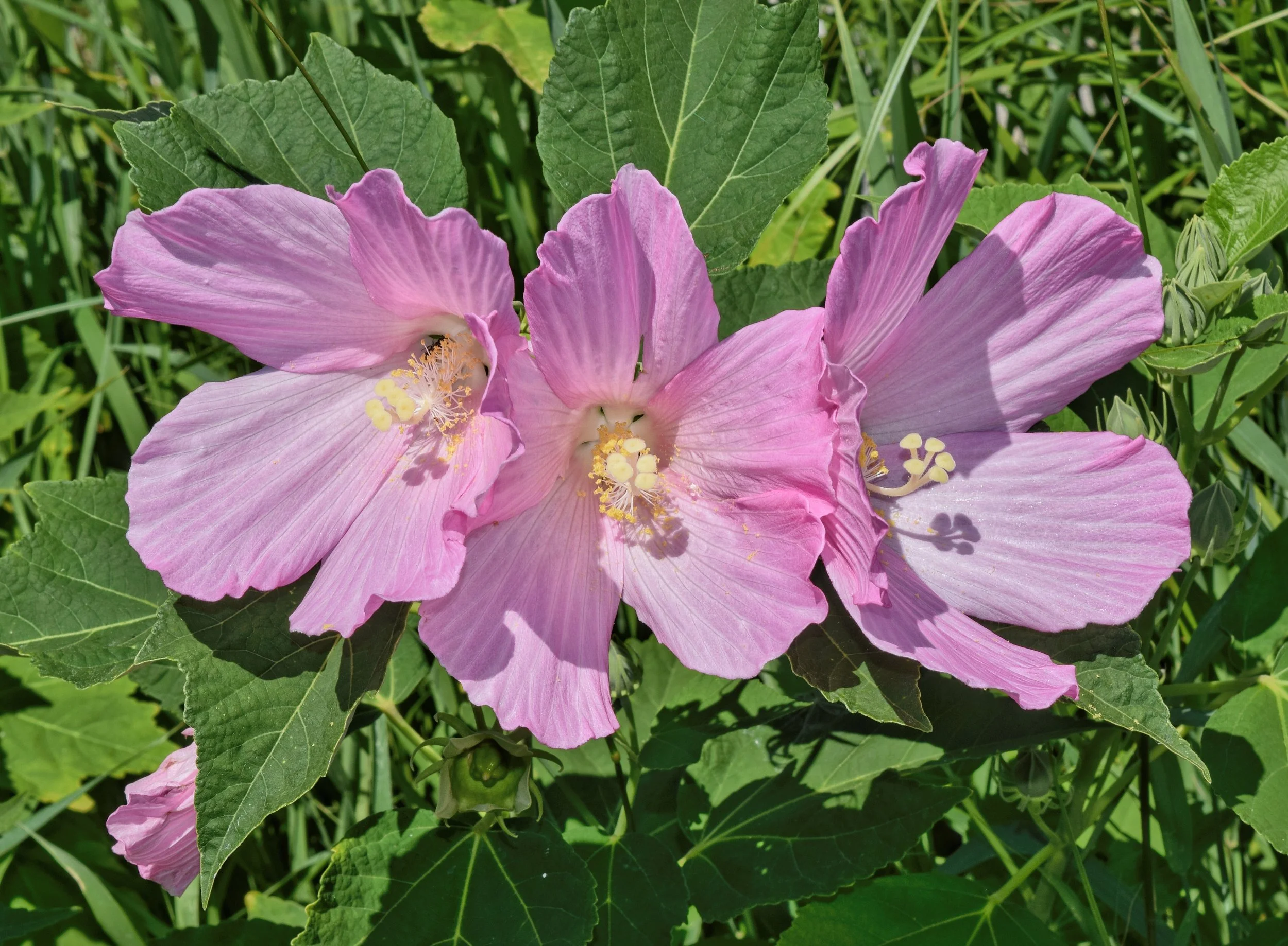 Swamp_rose-mallow.jpg