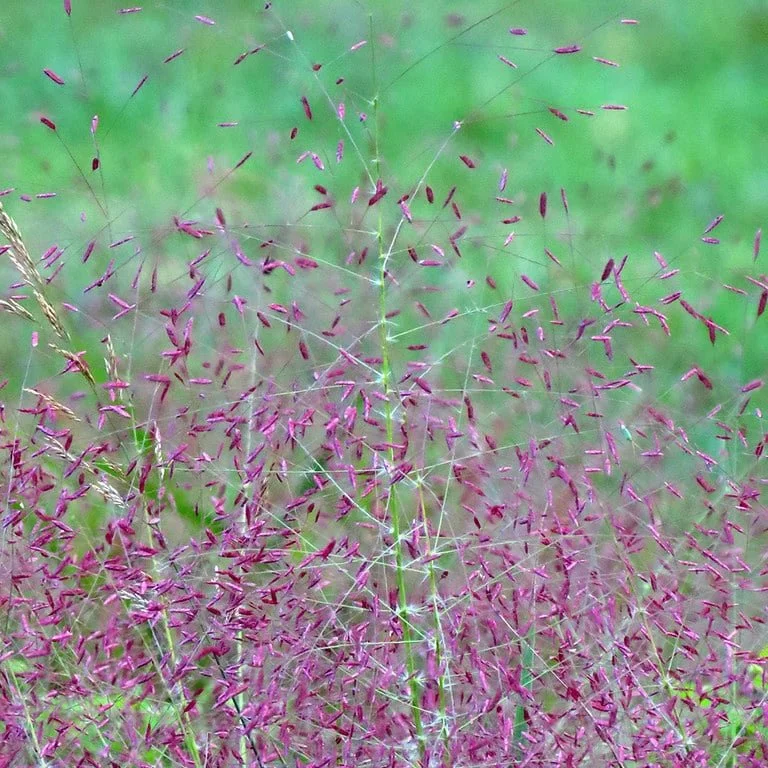 purple-lovegrass.jpg