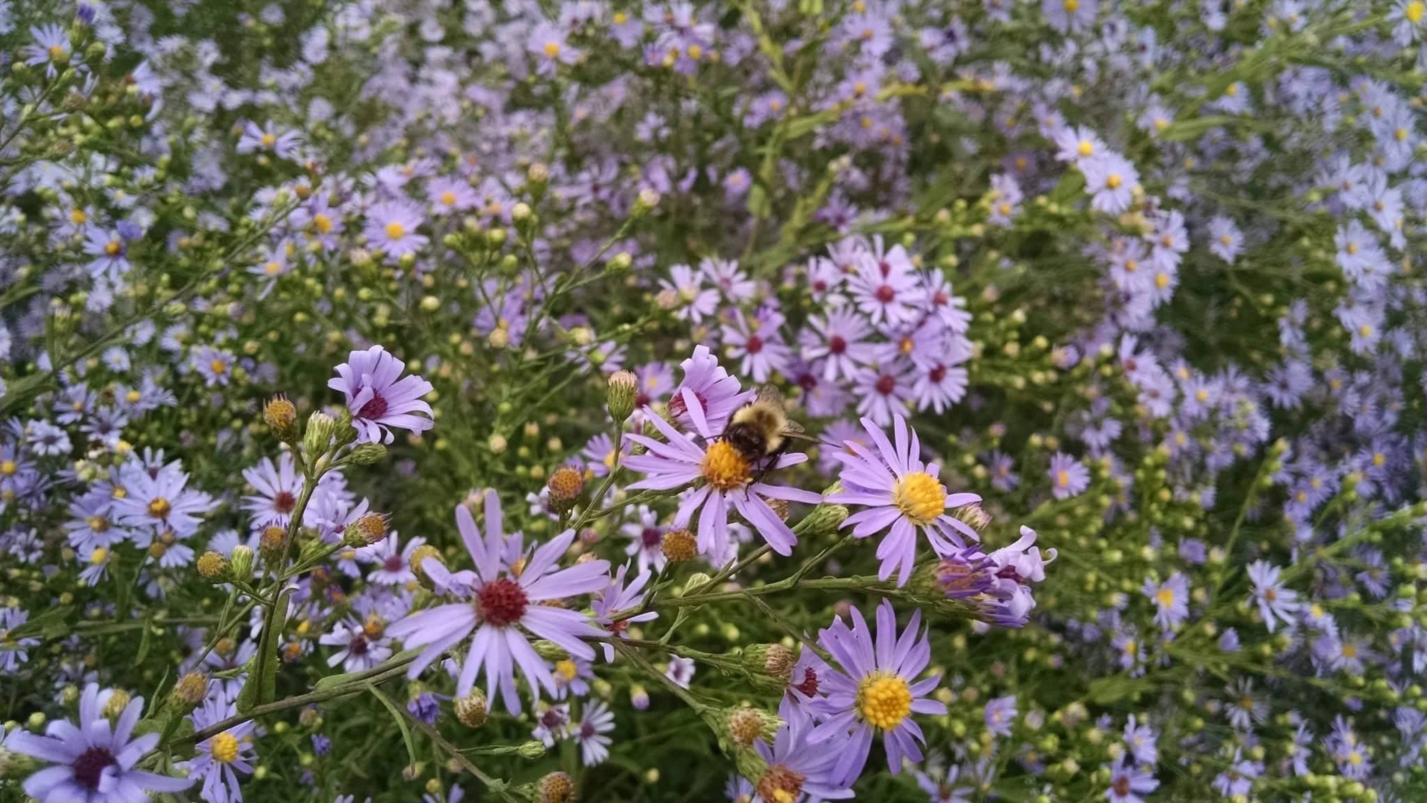 Smooth Blue Aster - Symphyotrichum laeve