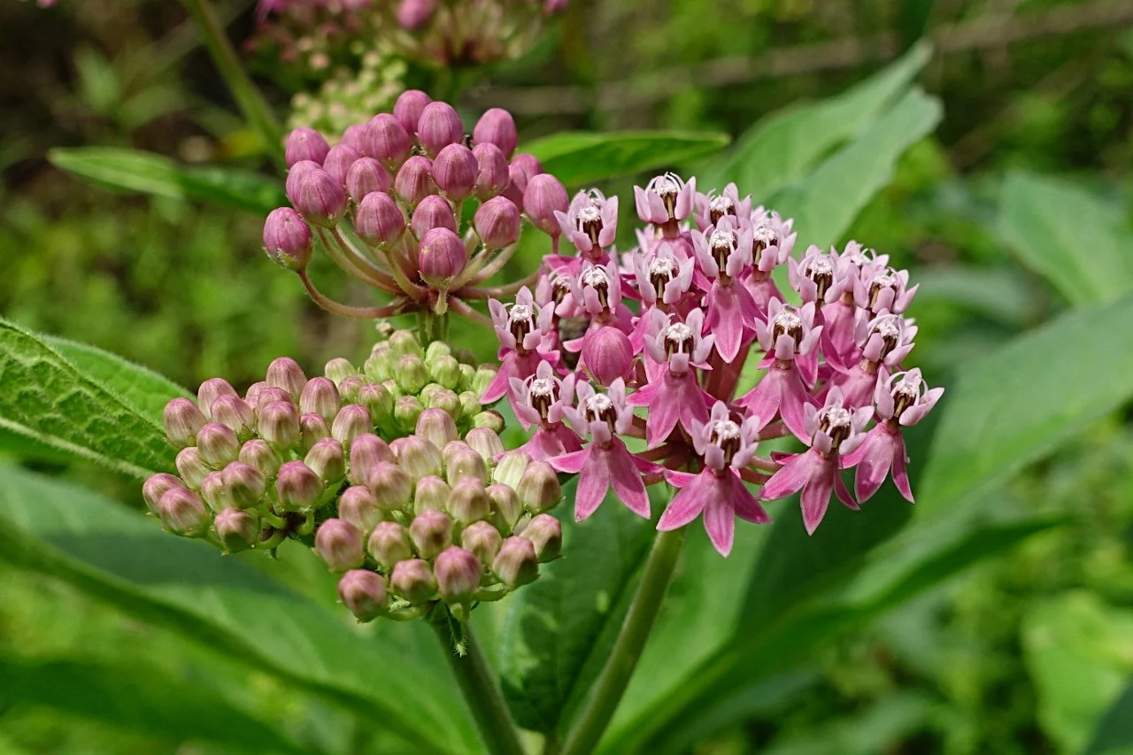 Swamp Milkweed - Asclepias incarnata