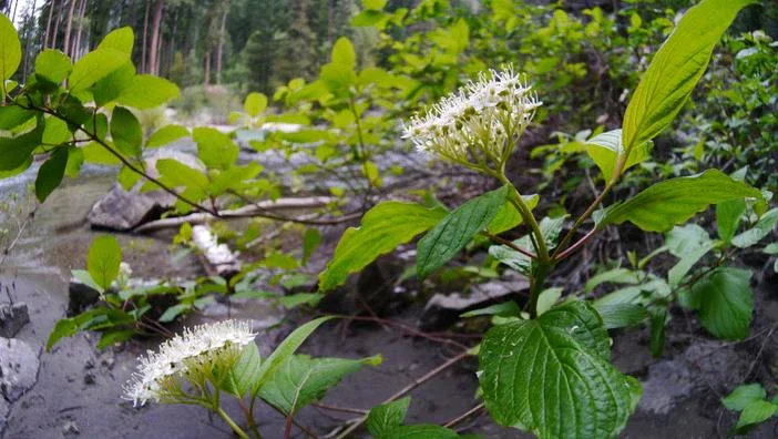 Red Twig Dogwood - Cornus sericea