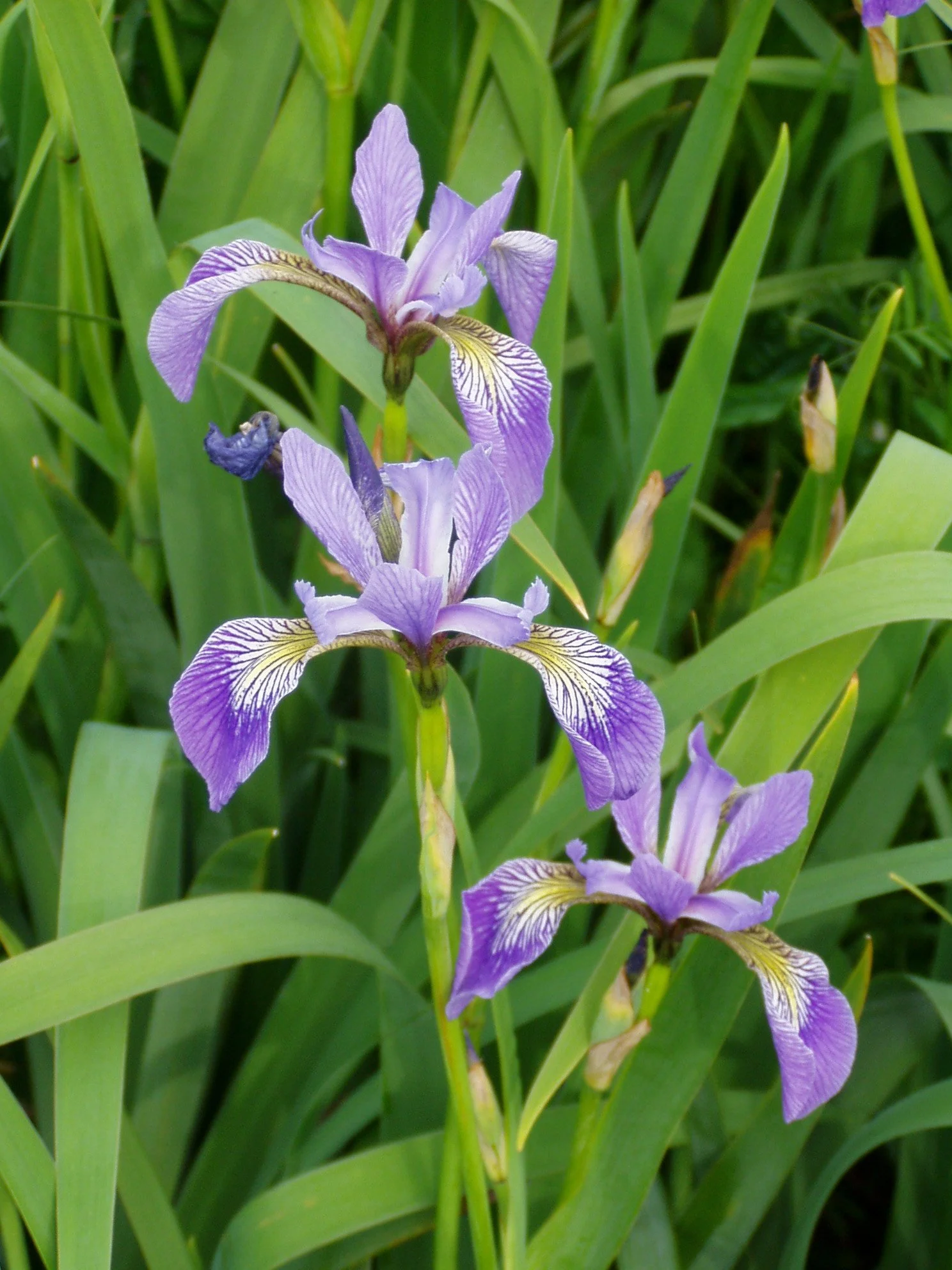 Iris_versicolor_1.jpg