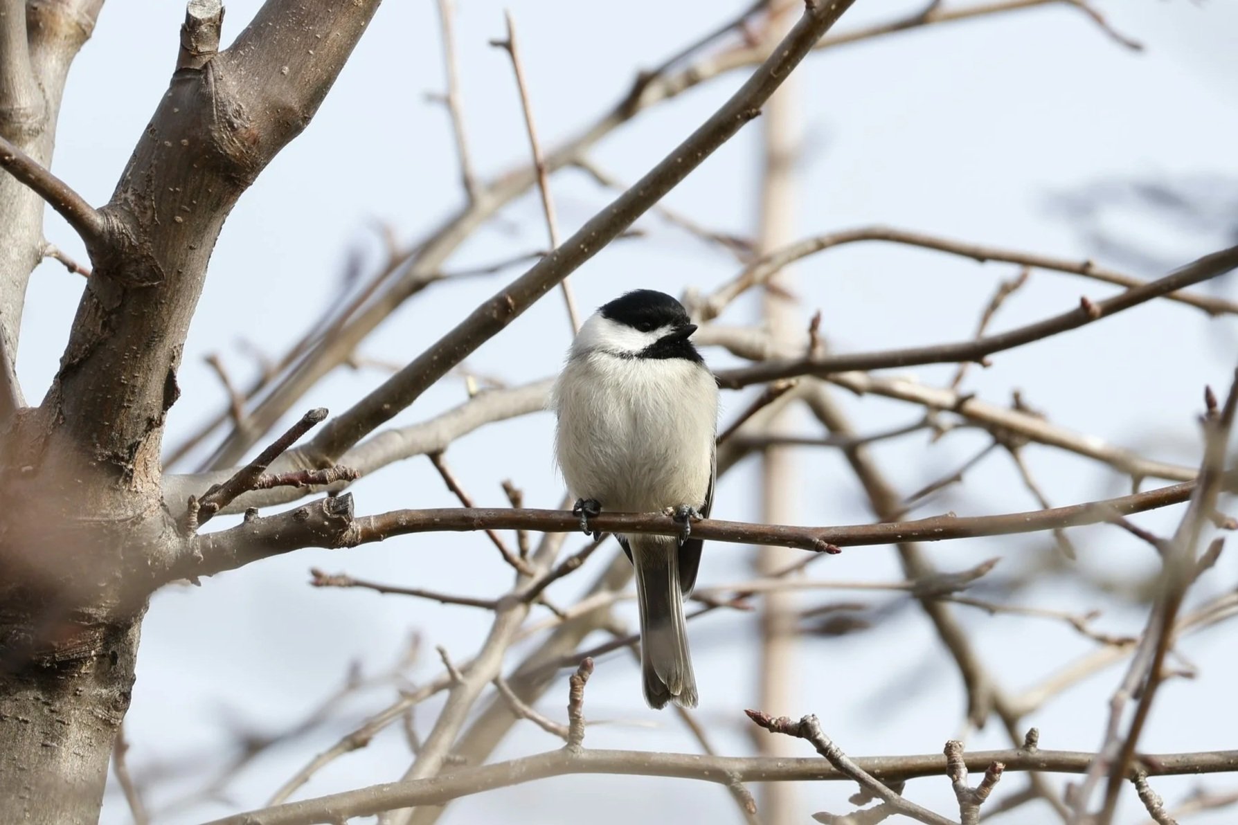 A small bird with black and white coloring, perched on a branch of a leafless tree during winter.