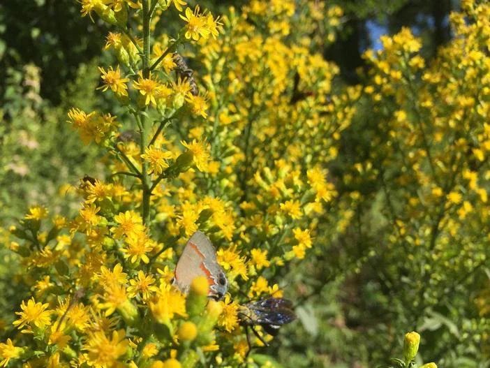 Showy Goldenrod - Solidago speciosa