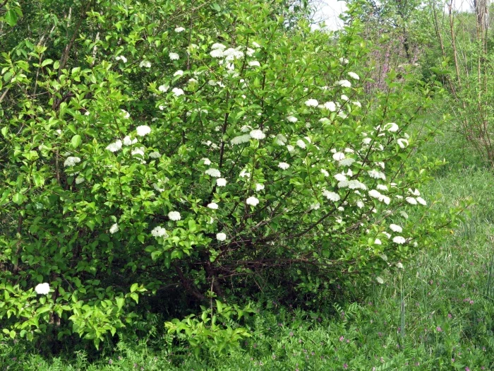 Viburnum_prunifolium_40.webp