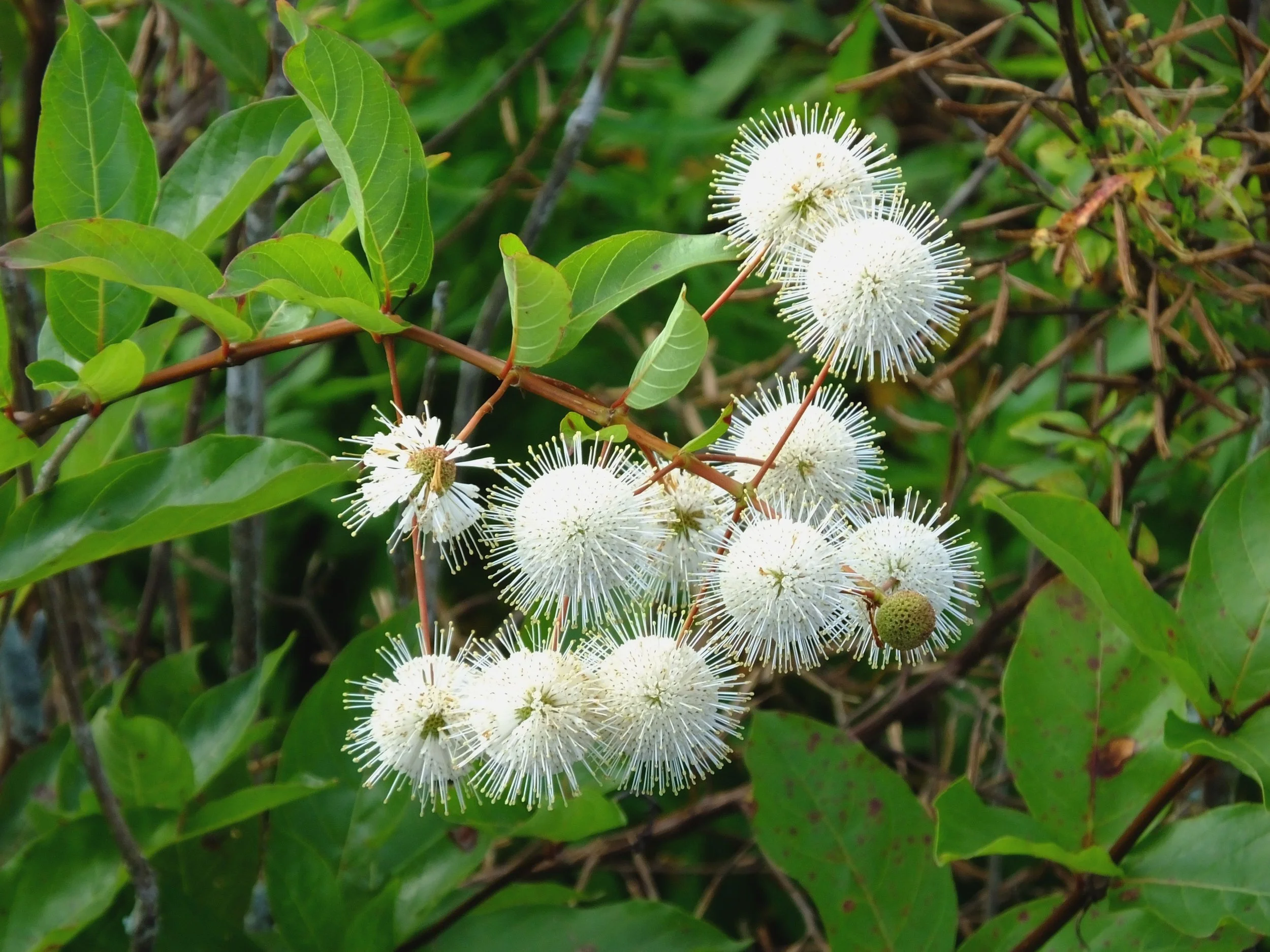 Button Bush - Cephalanthus Occidentalis