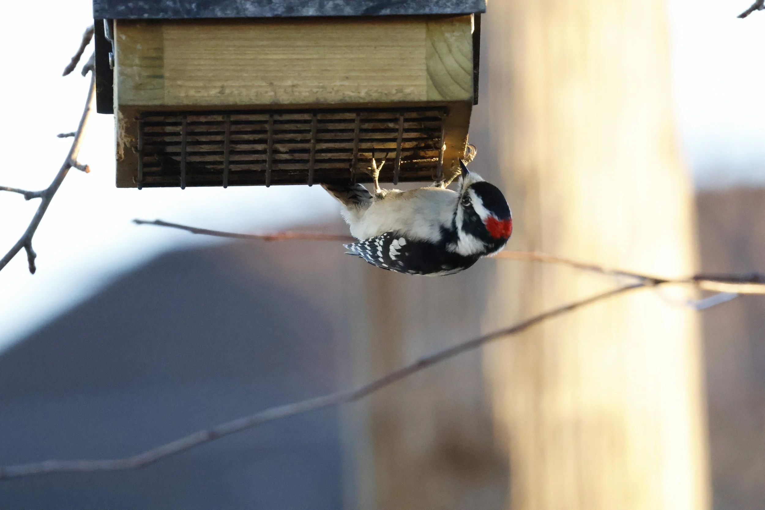 A woodpecker with black and white feathers and a red patch on its head pecking at a birdhouse.