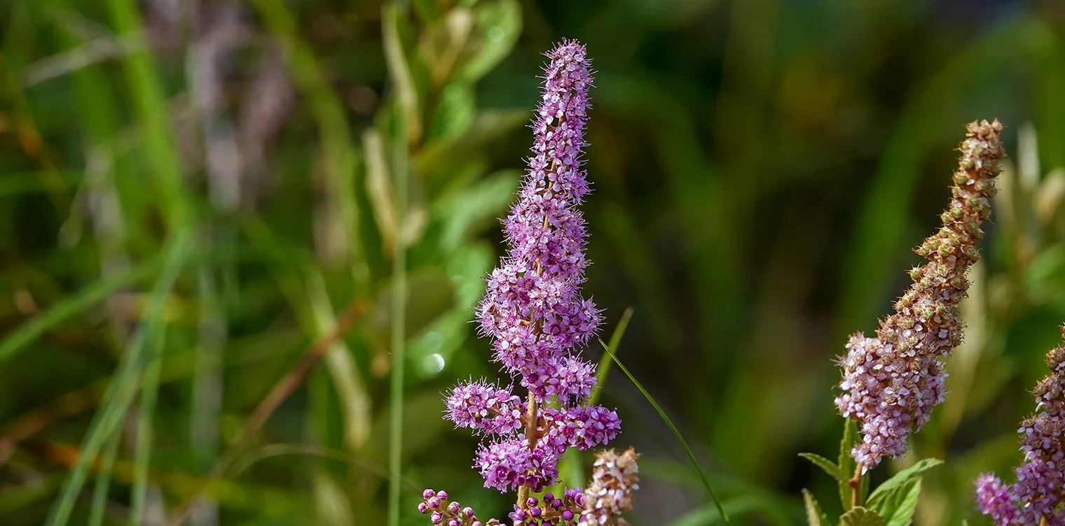 Steeplebush - Spiraea Tomentosa