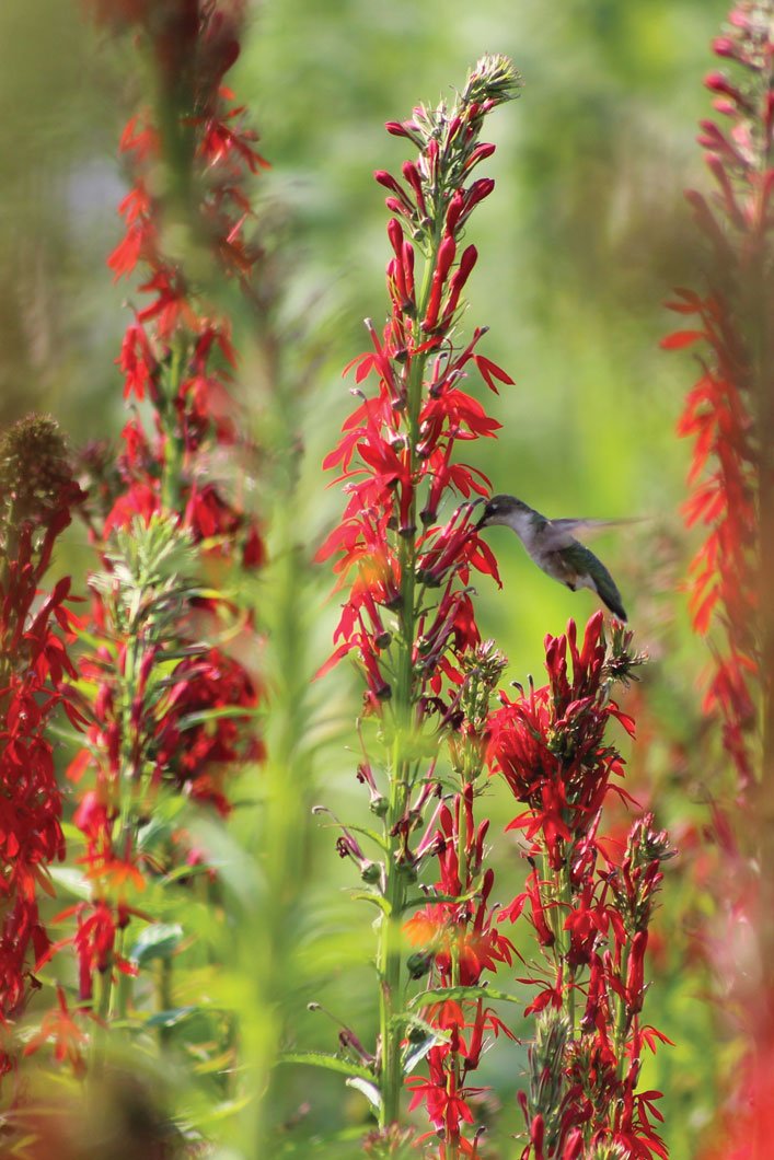 lobelia-cardinalis-cardinal-flower--.jpg