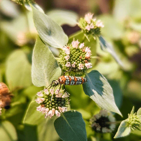Clustered Mountain Mint - Pycnanthemum Muticum
