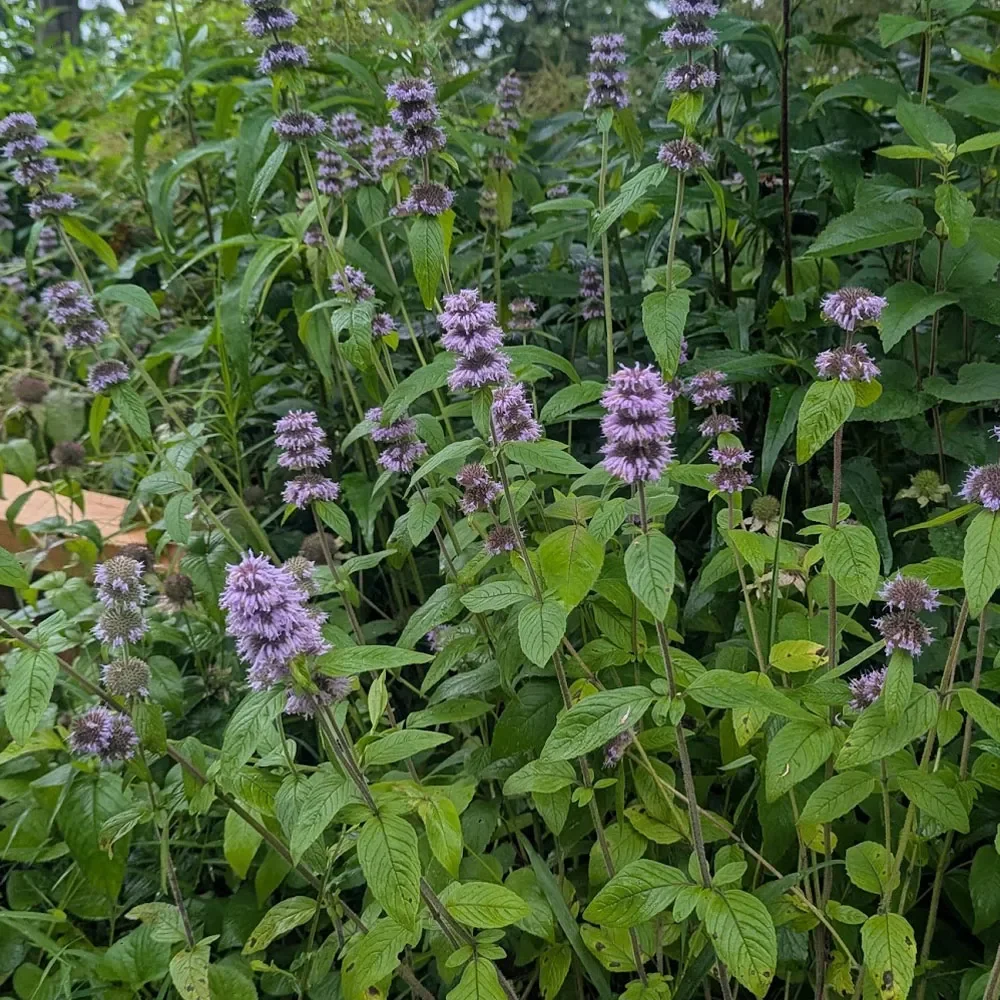 Blephilia-ciliata-Ohio-Horsemint-aka-Downy-Wood-Mint.webp