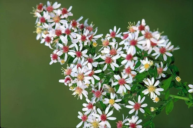 symphyotrichum-lateriflorum-d.jpg