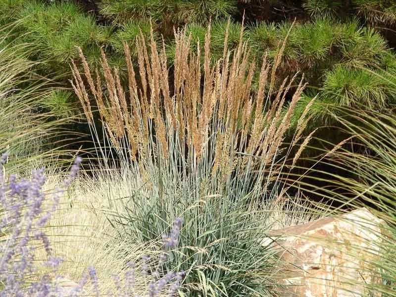 Indian Grass - Sorghastrum Nutans