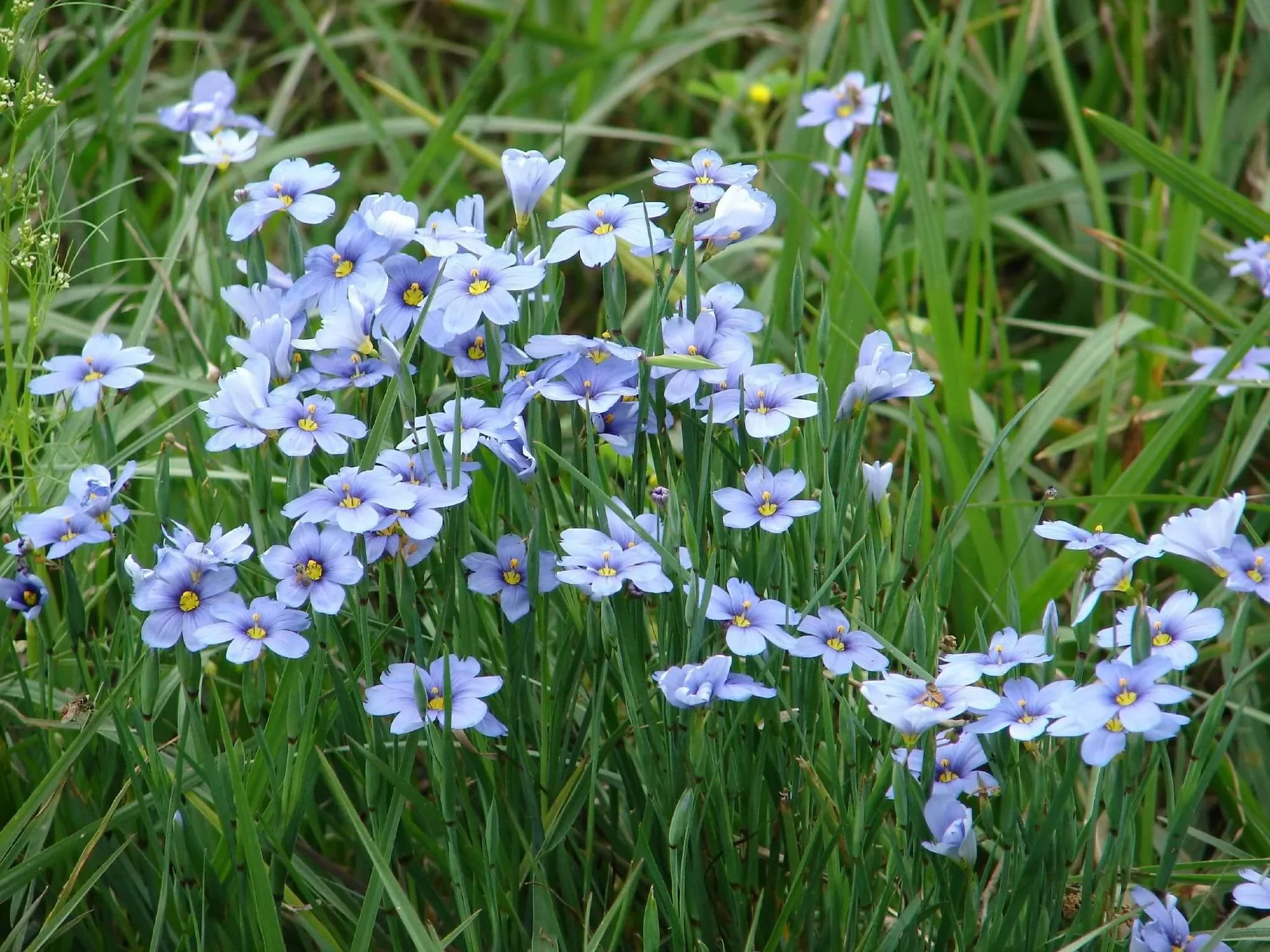blue-eyed-grass-sisyrinchium-angustifolium.webp