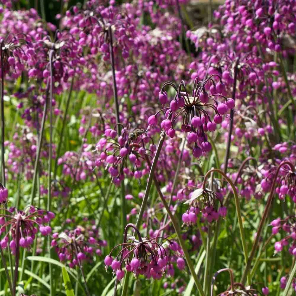 Nodding Onion - Allium Cernuum