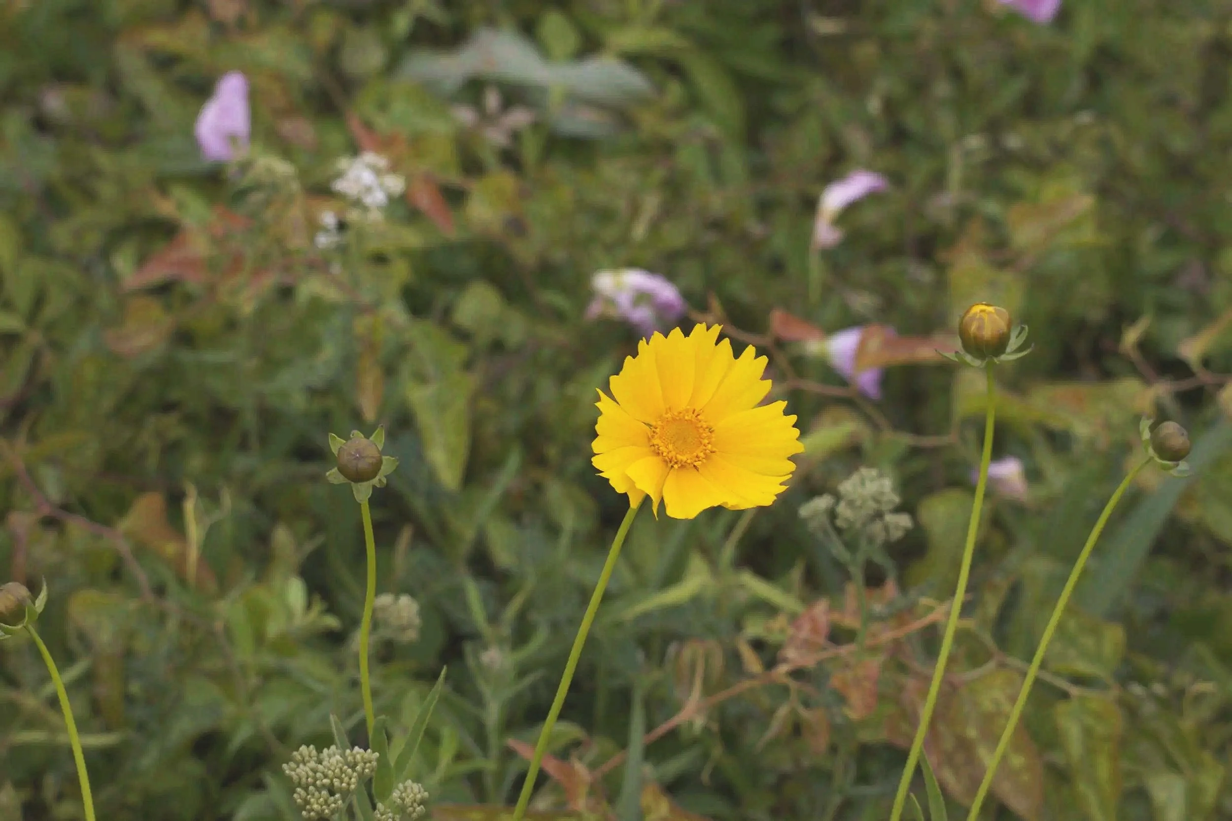 Lanceleaf Coreopsis - Coreopsis lanceolata