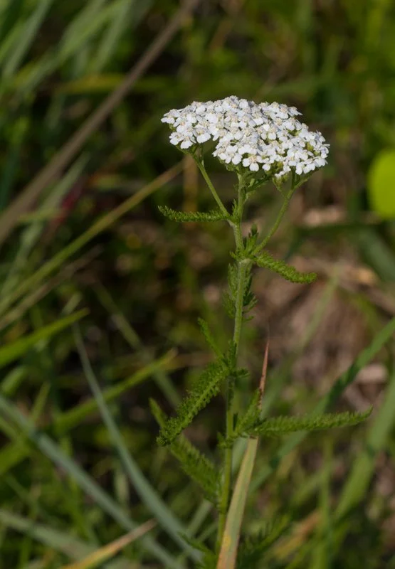 Common Yarrow - Achillea Millefolium
